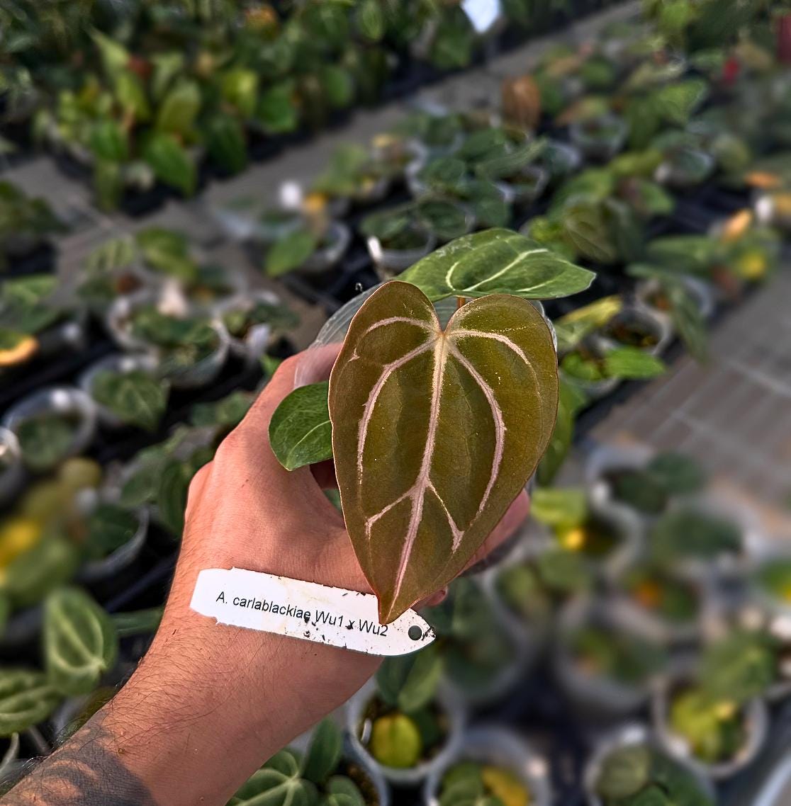 Anthurium carlablackiae ‘Wu1’ x ‘Wu2’