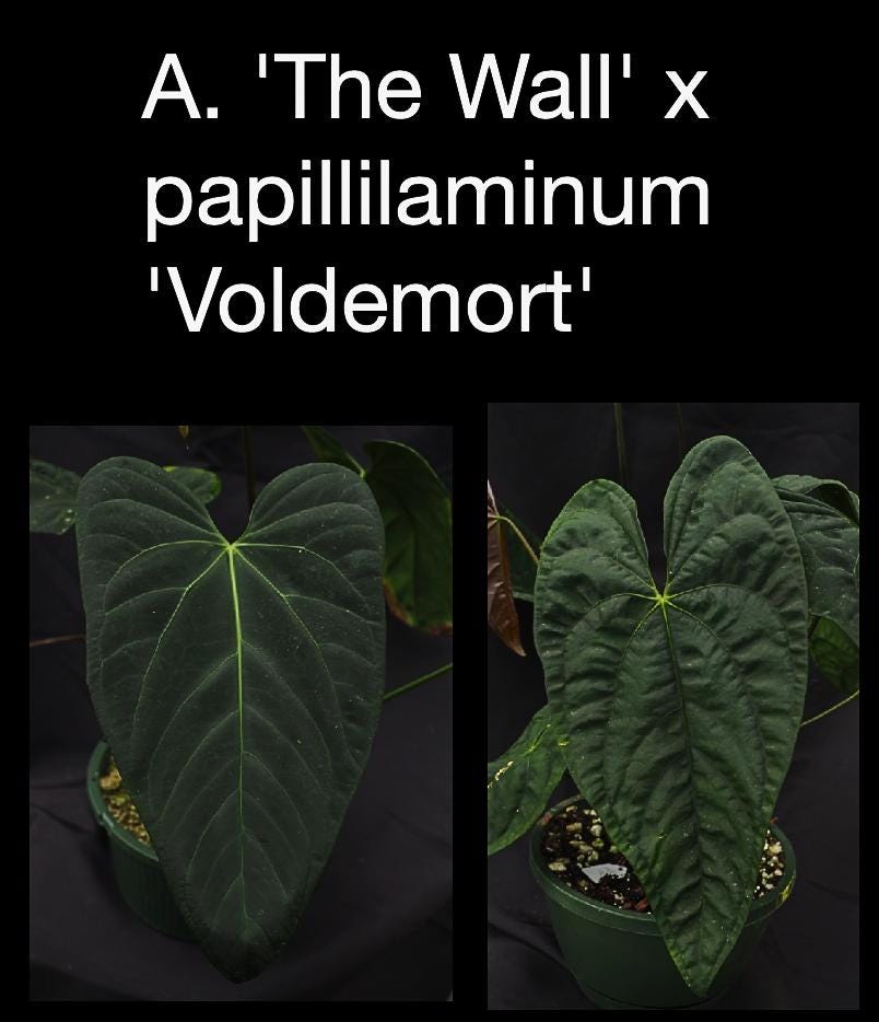 Anthurium ‘The Wall’ x papillilaminum ‘Voldemort’ • Dark Velvet Hybrid • Rare Collector Anthurium • Elite Aroid