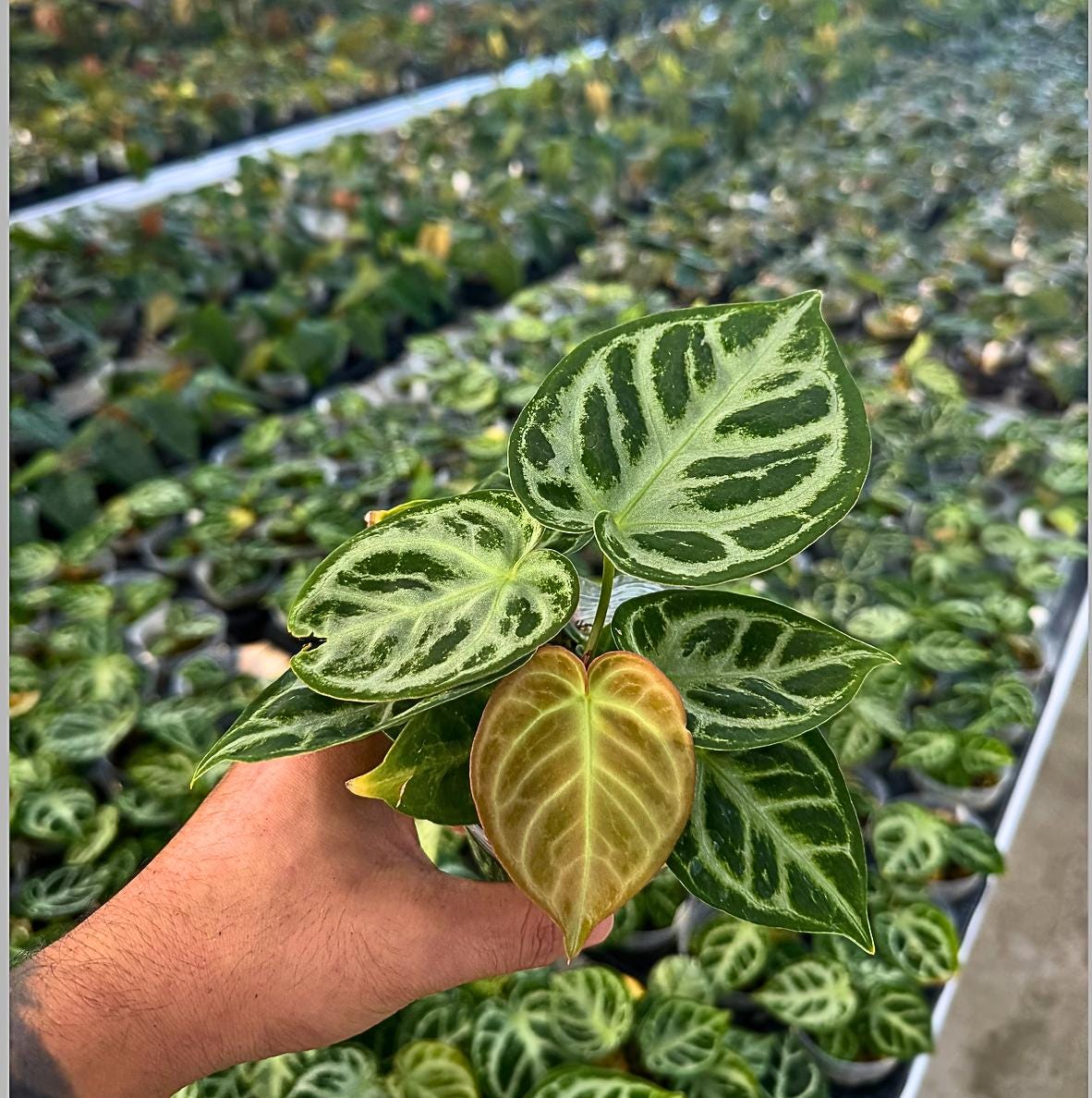 Anthurium ‘Dorayaki Silver’ • Rare Velvet Hybrid • Silver-Veined Anthurium • Collector Aroid • Exotic Houseplant