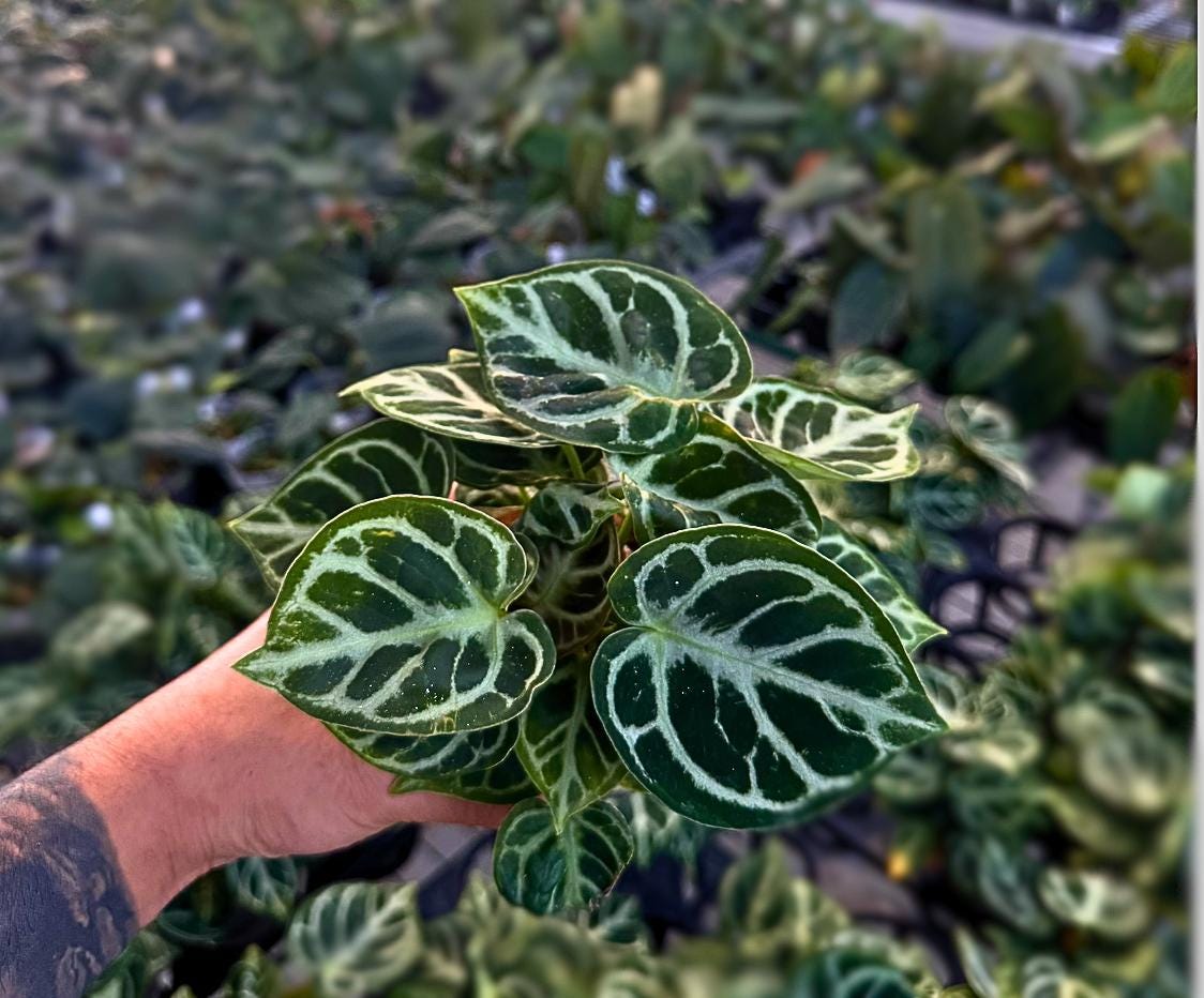 Anthurium ‘Dorayaki Round’ (Multiple Plants in Pot)