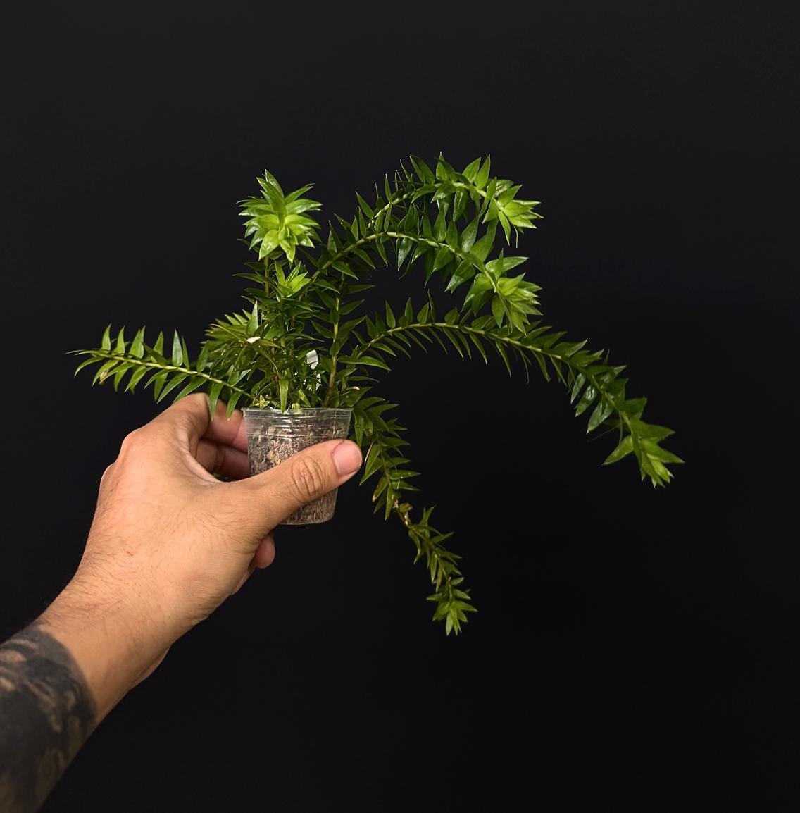 Huperzia goebelii green – Rare Tropical Clubmoss