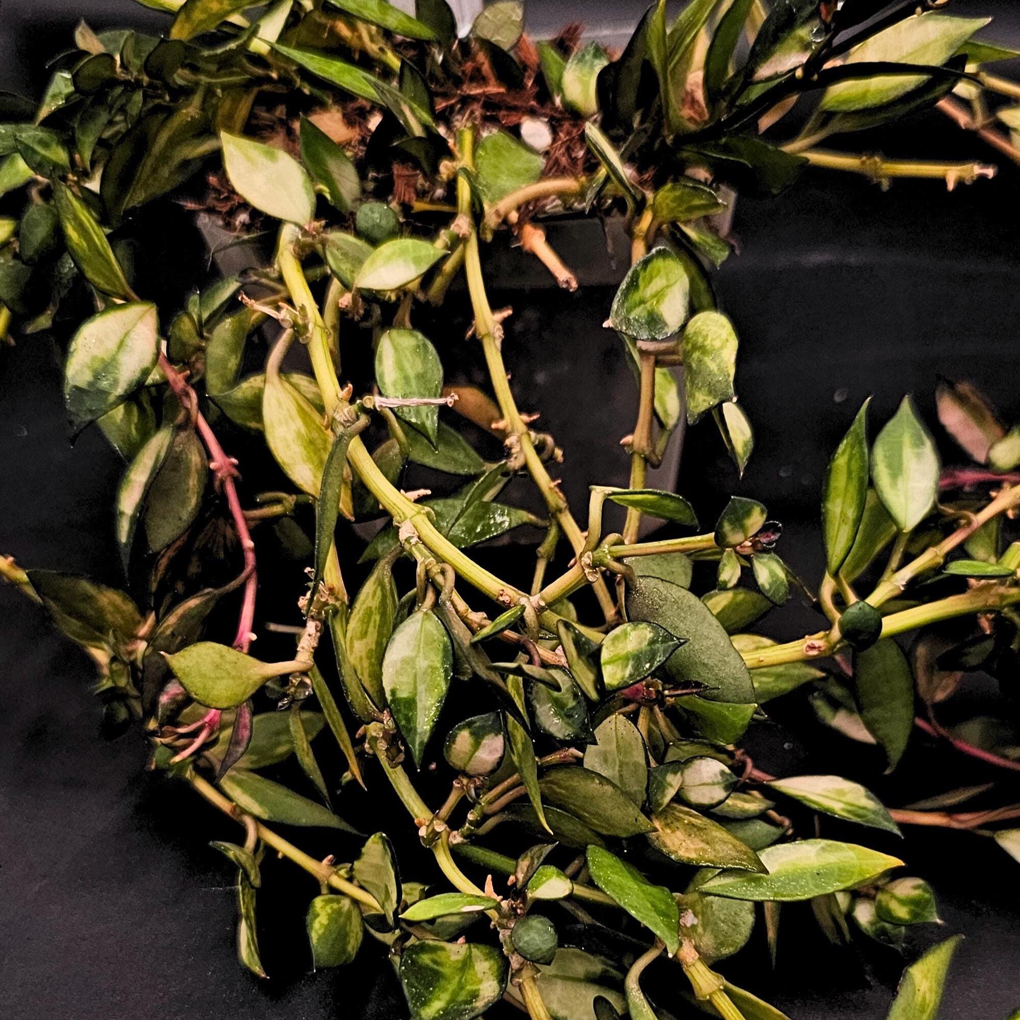 Hoya lacunosa inner variegated