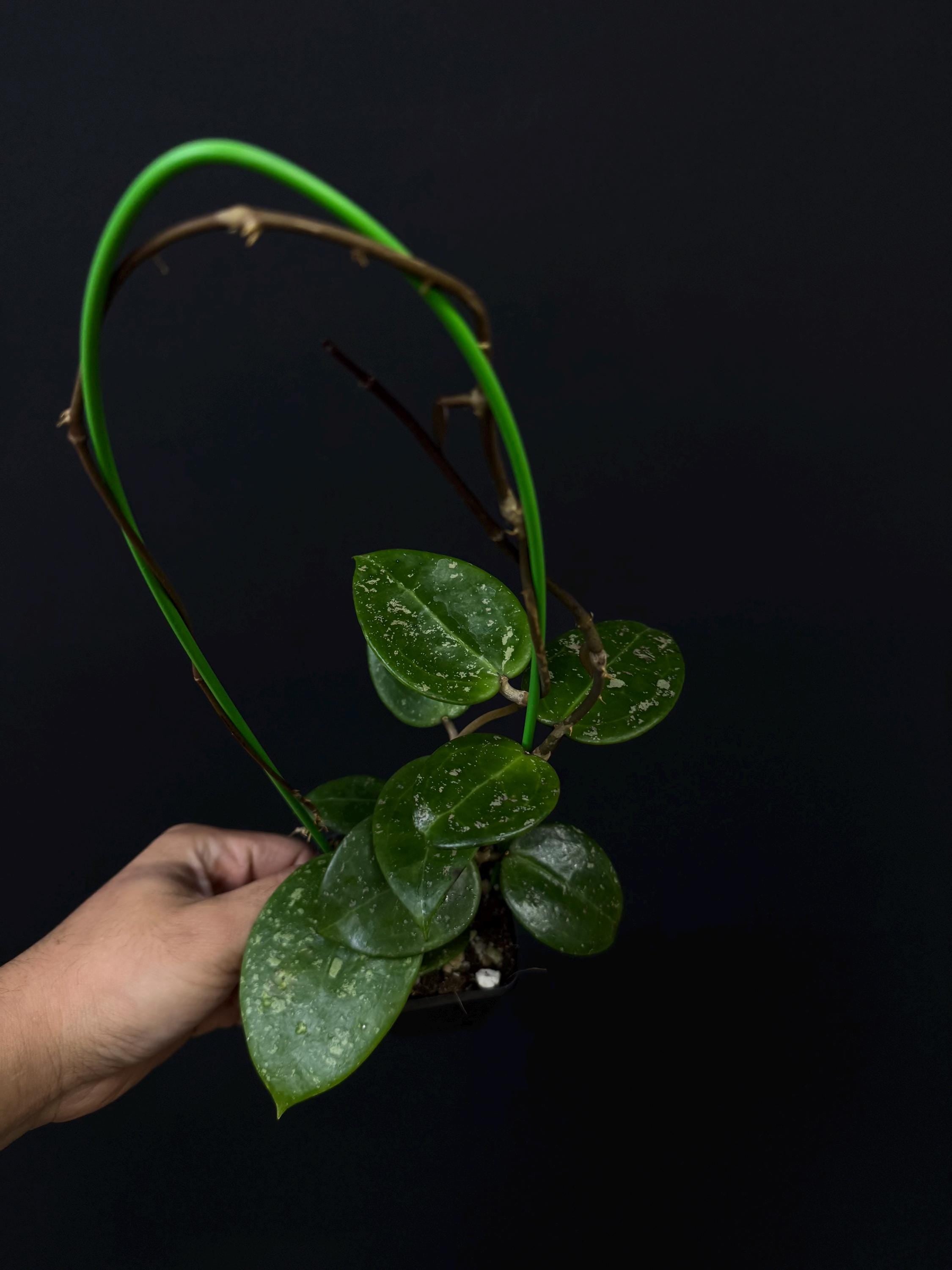 Hoya verticillata parasitica splash