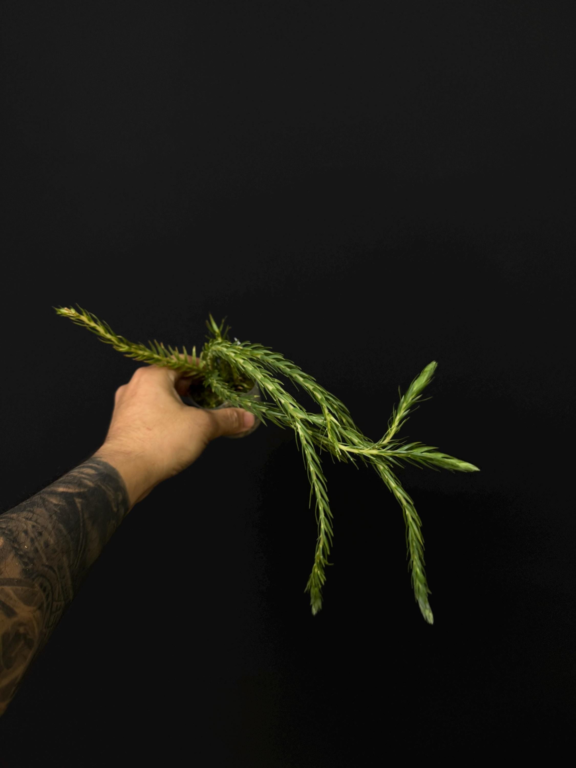 Huperzia carinata - Rare Tropical Clubmoss-  Live Houseplant