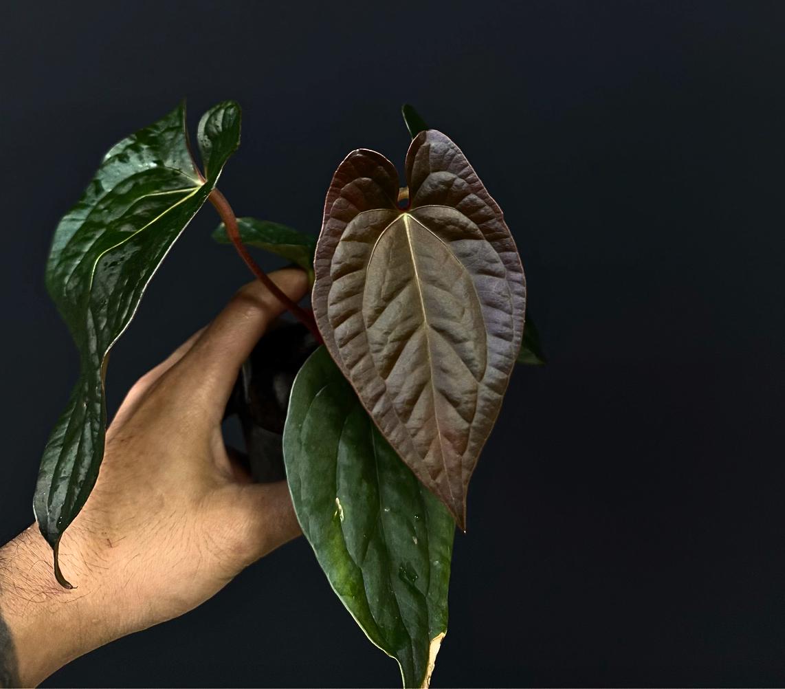Anthurium Ace of Spade Dark Form x luxurians Dark Form • Velvet Hybrid