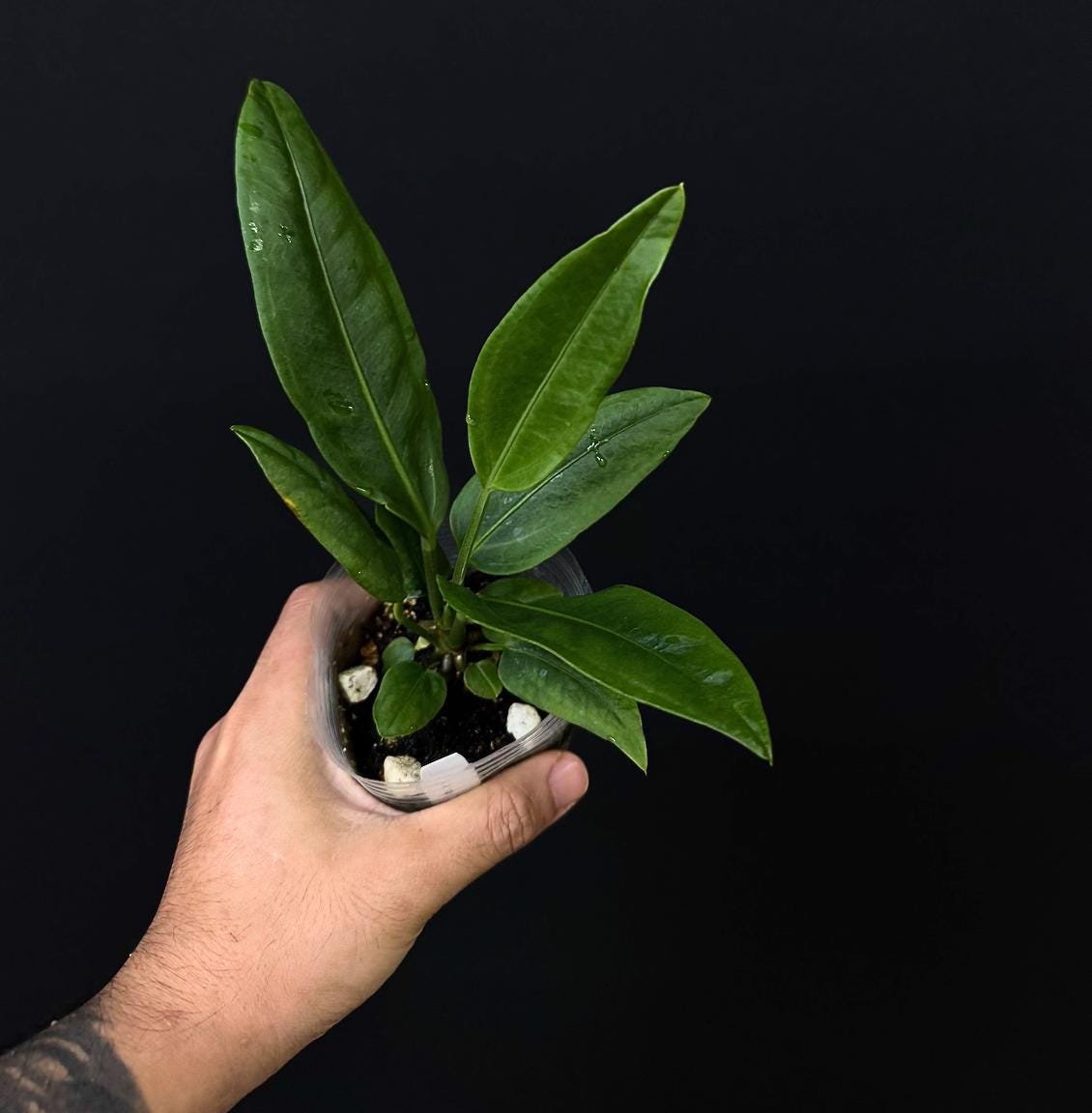 Anthurium sp. Morona • Rare Species Anthurium • Collector Aroid