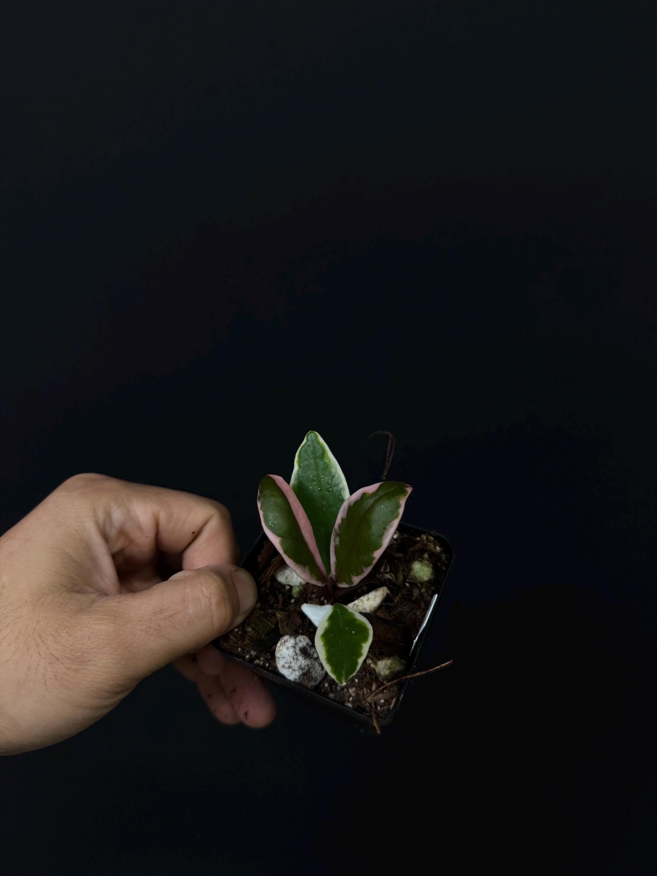 Hoya carnosa 'Flamingo Dream'