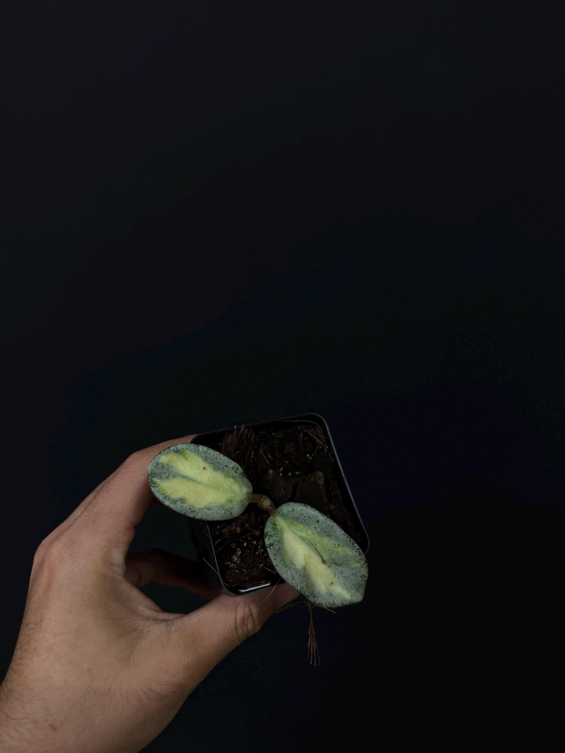 Hoya carnosa Argentea Princess