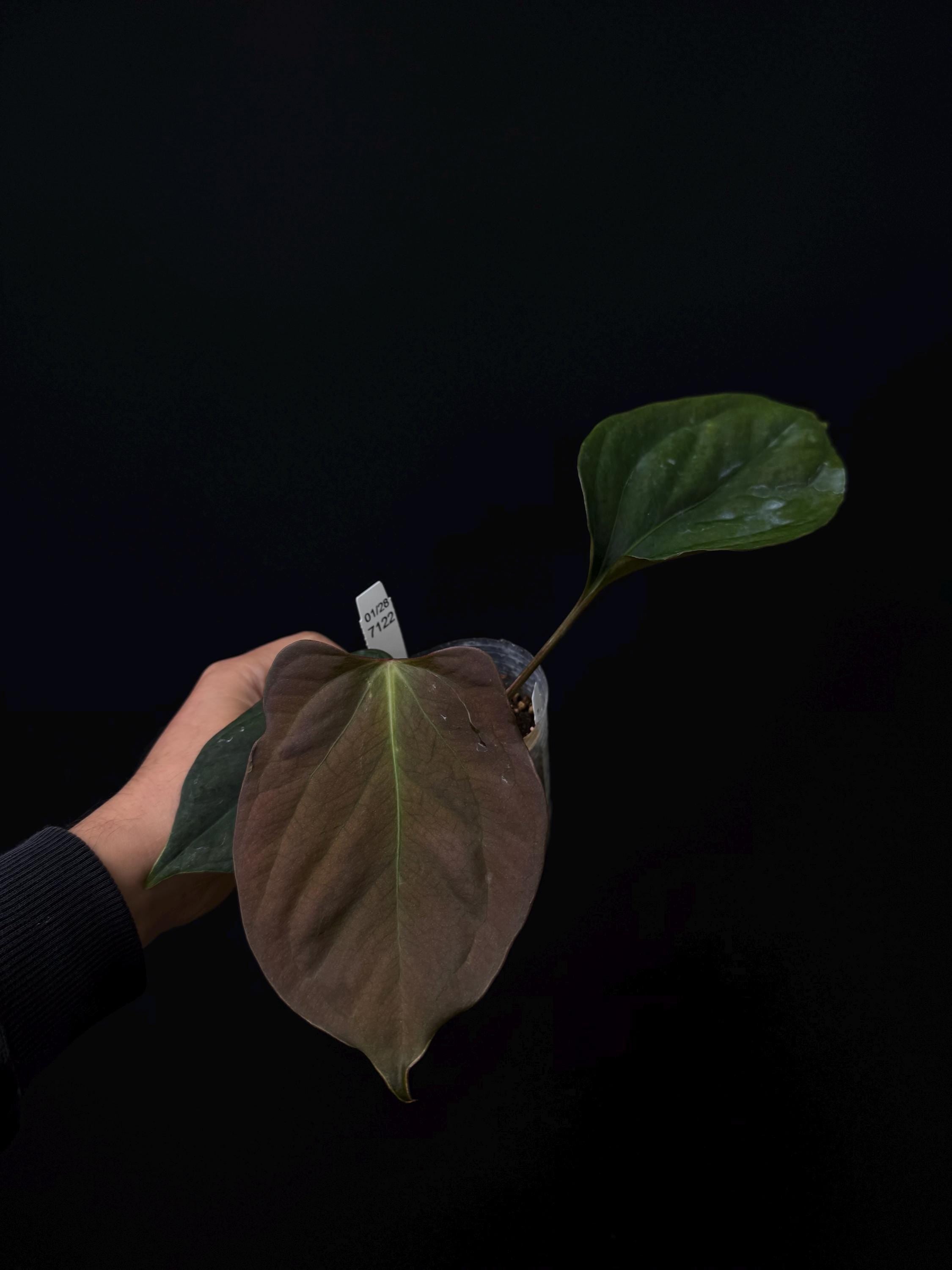 7122 - Anthurium   portille NSE clone (TC)