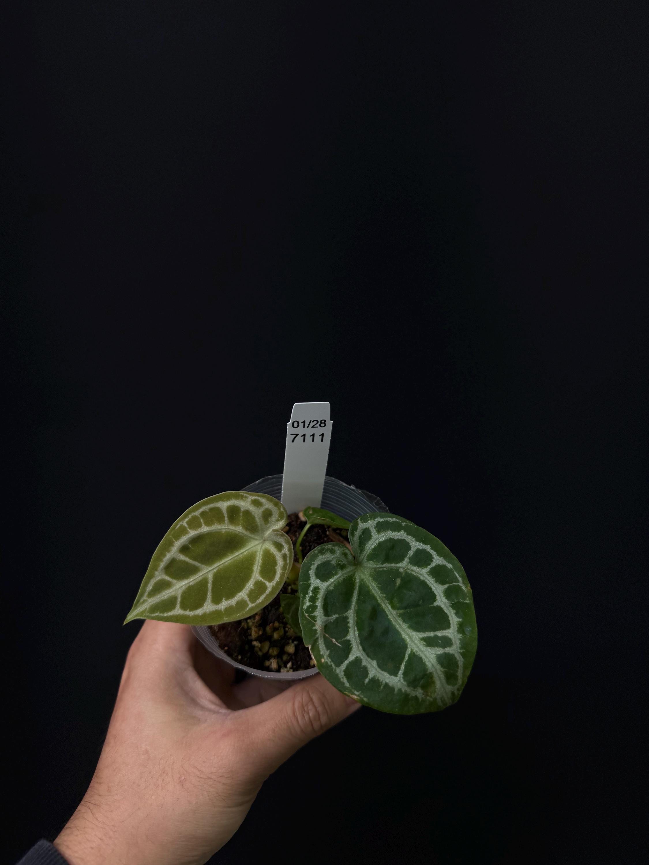 7111 - Anthurium ET forgetii diamond shield selfed