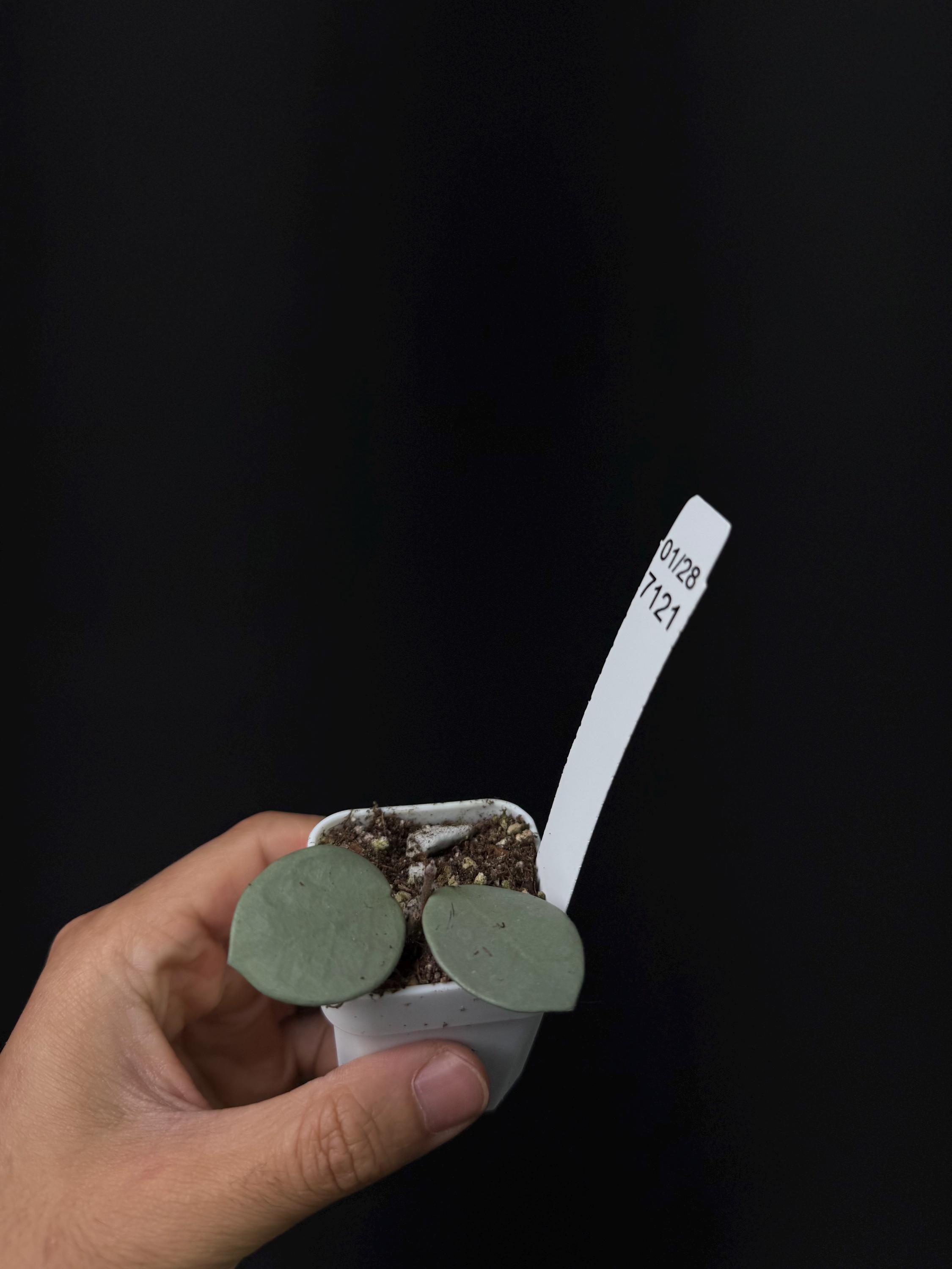 7121 Hoya  Mathilde 'Grey Fairy'