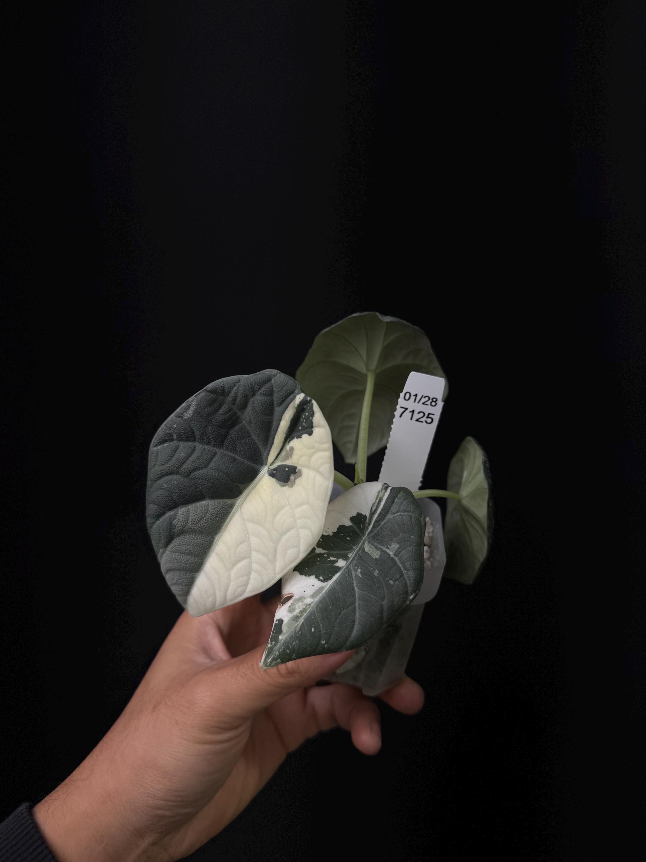 7125 - Alocasia Maharani albo