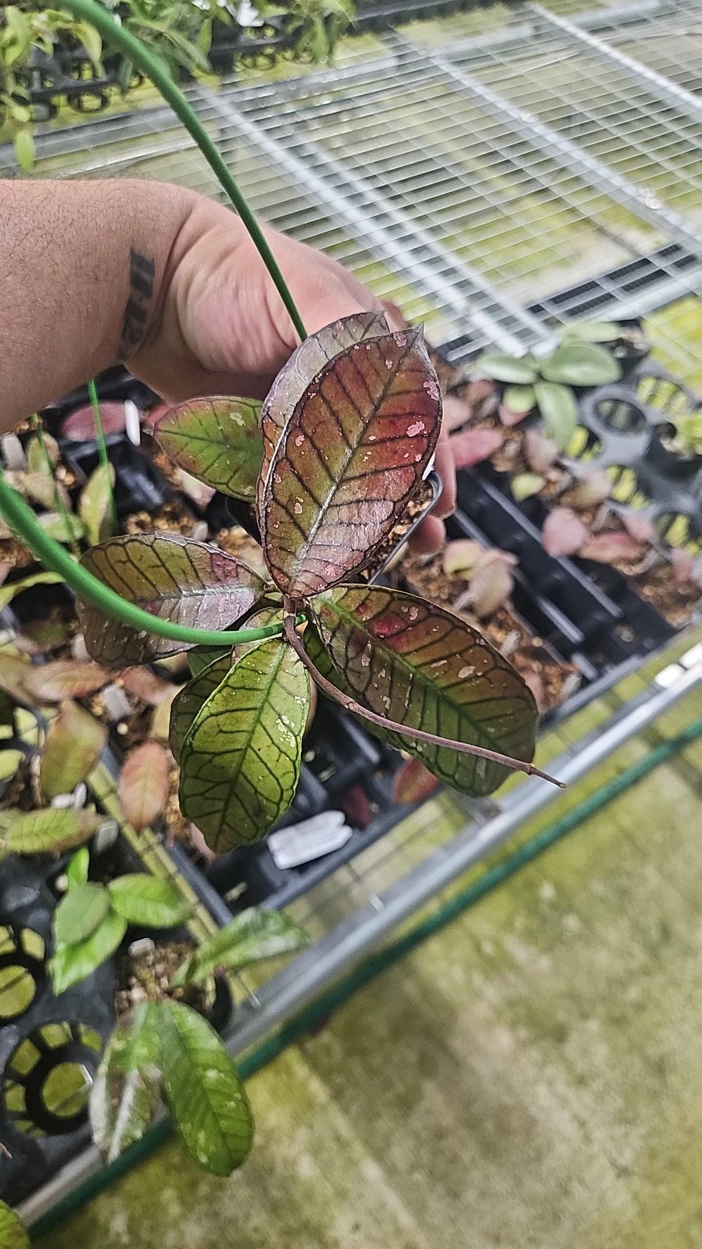 Hoya sp. Gunung Gading rare red sunstress hoya US SELLER