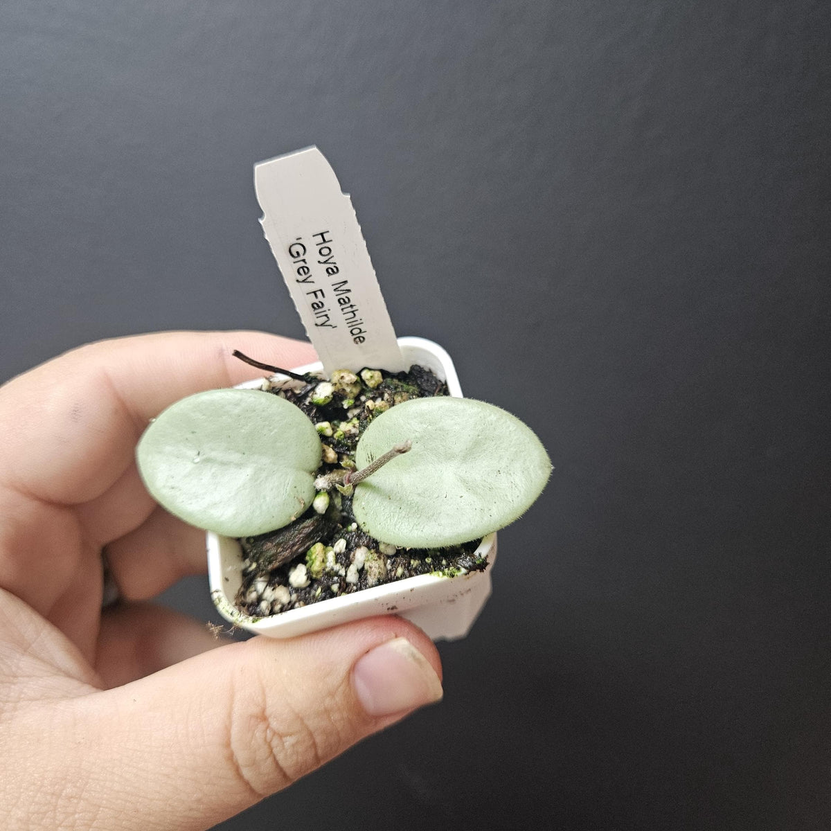 Hoya Mathilde 