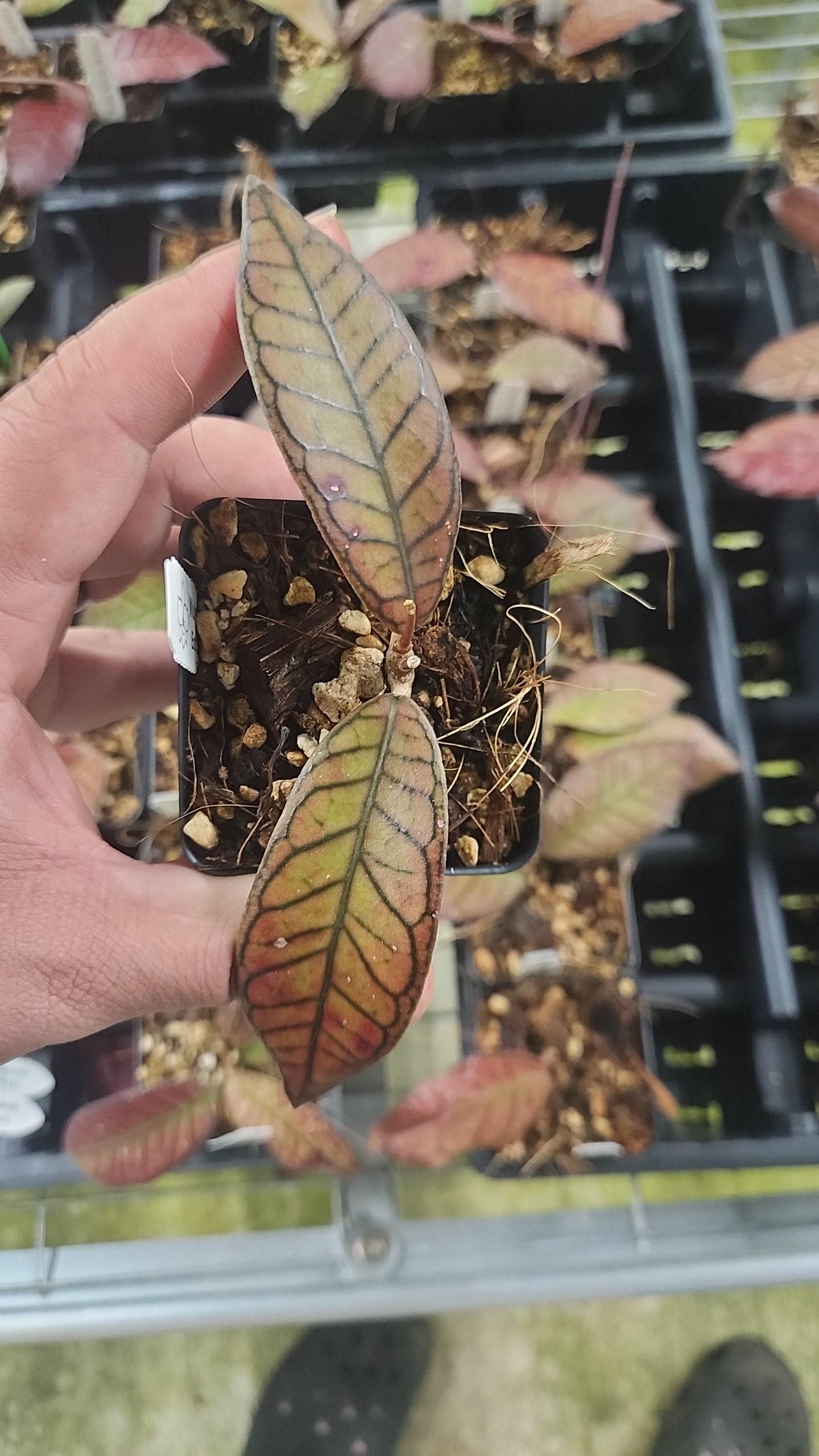 Hoya sp. Gunung Gading rare red sunstress hoya US SELLER