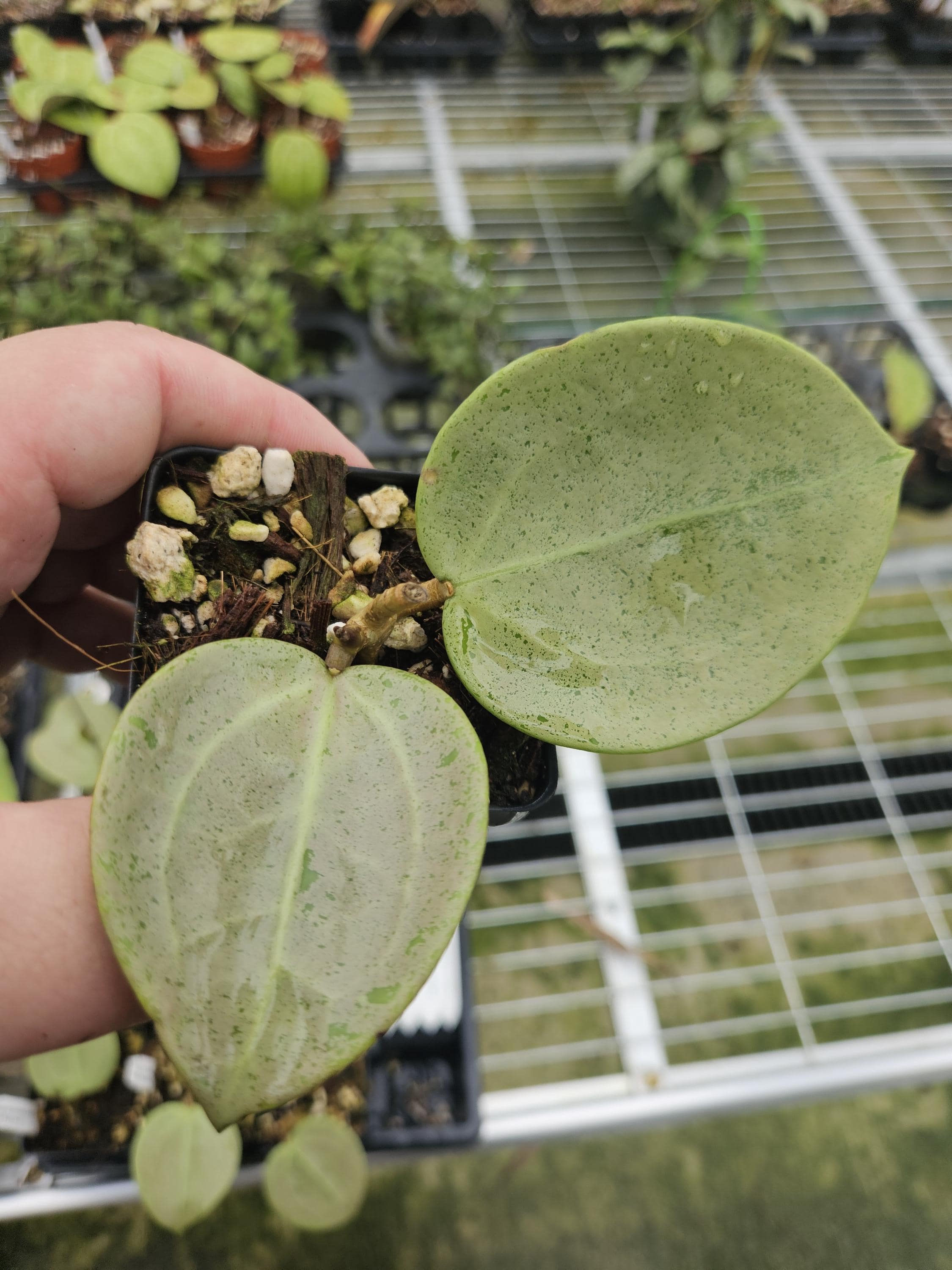 Hoya verticillata Heart Leaf silver