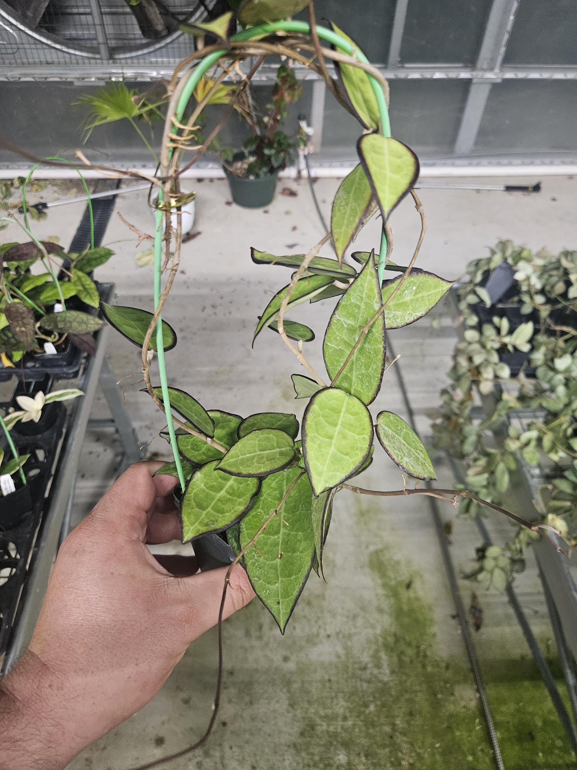 Hoya verticillata 'Black Margin'