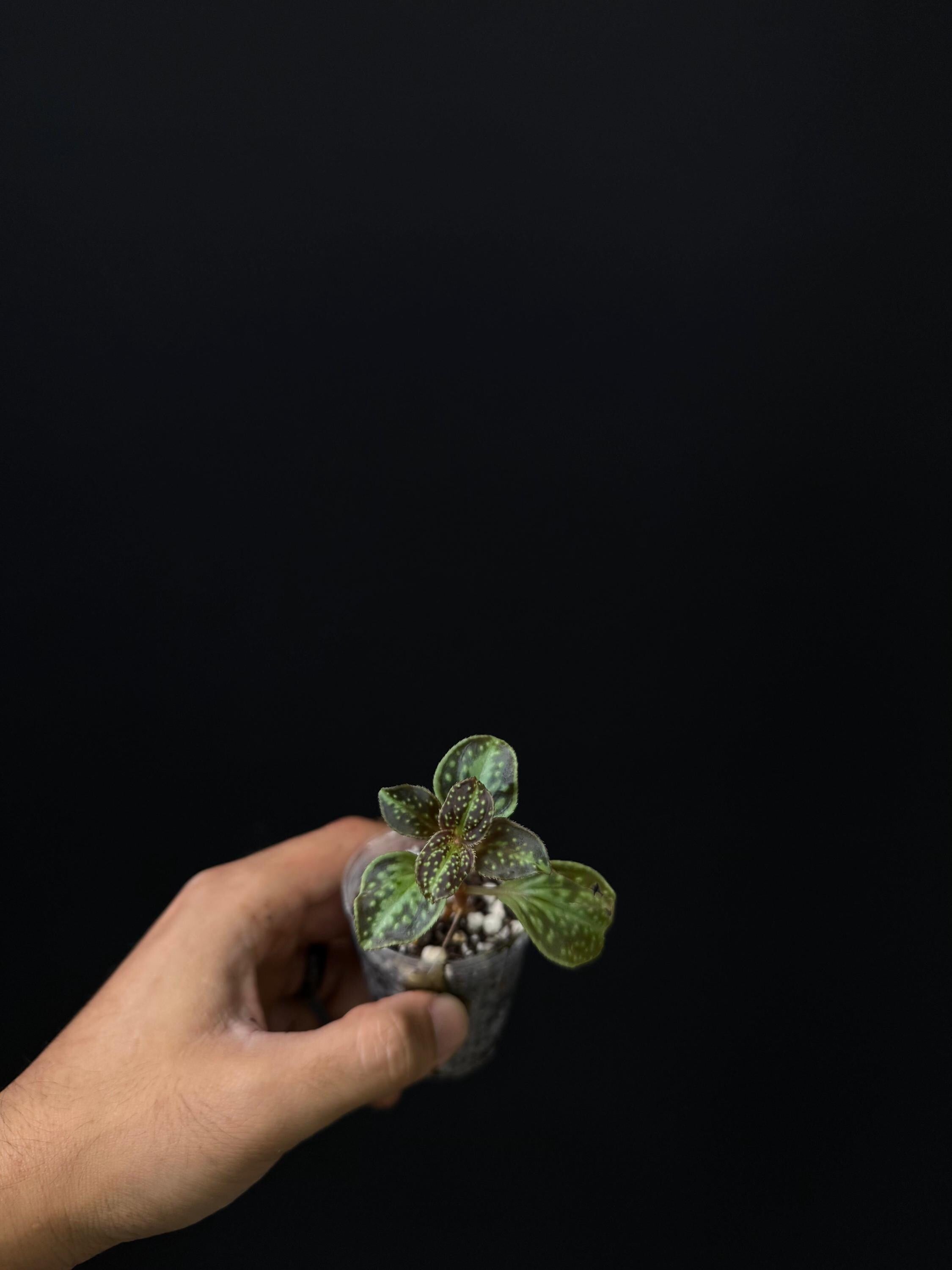Sonerila sp.