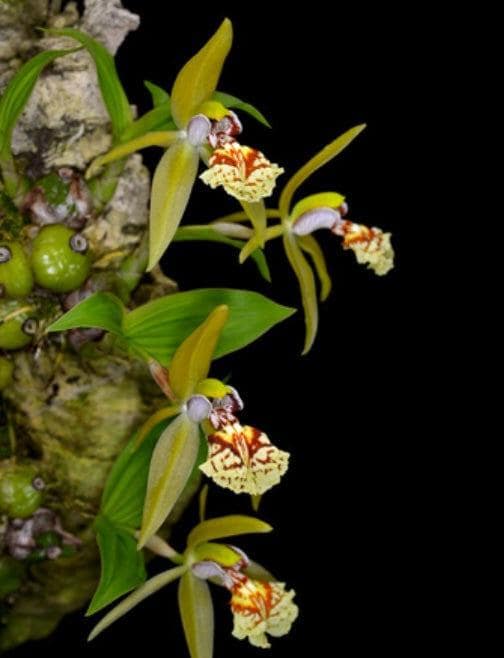 Coelogyne schilleriana