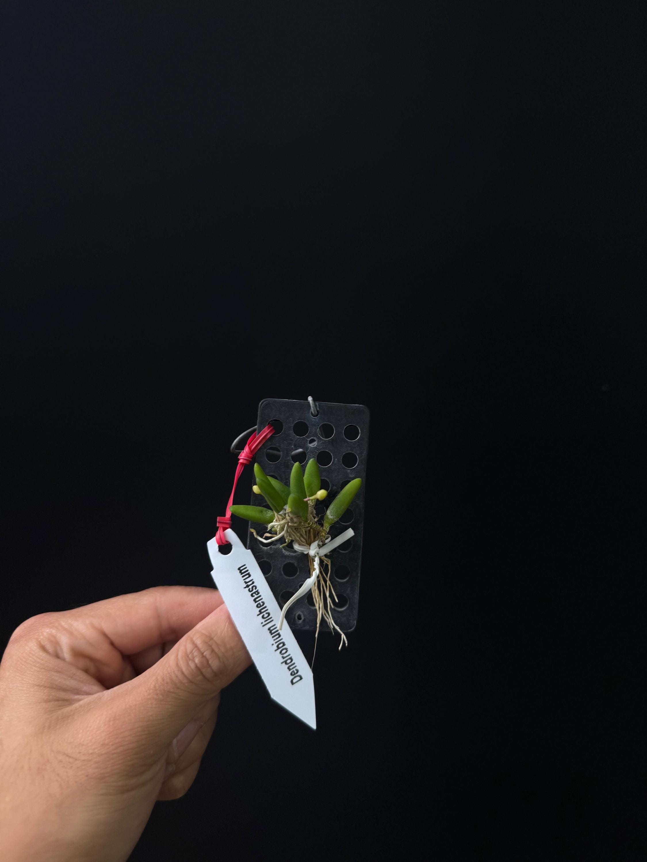 Dendrobium lichenastrum