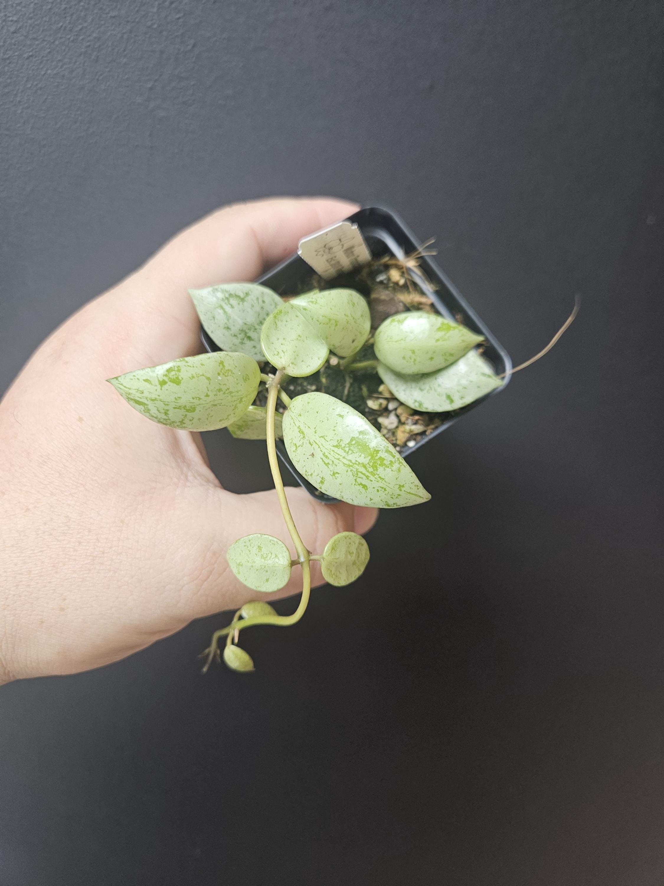 Hoya lacunosa sulcata