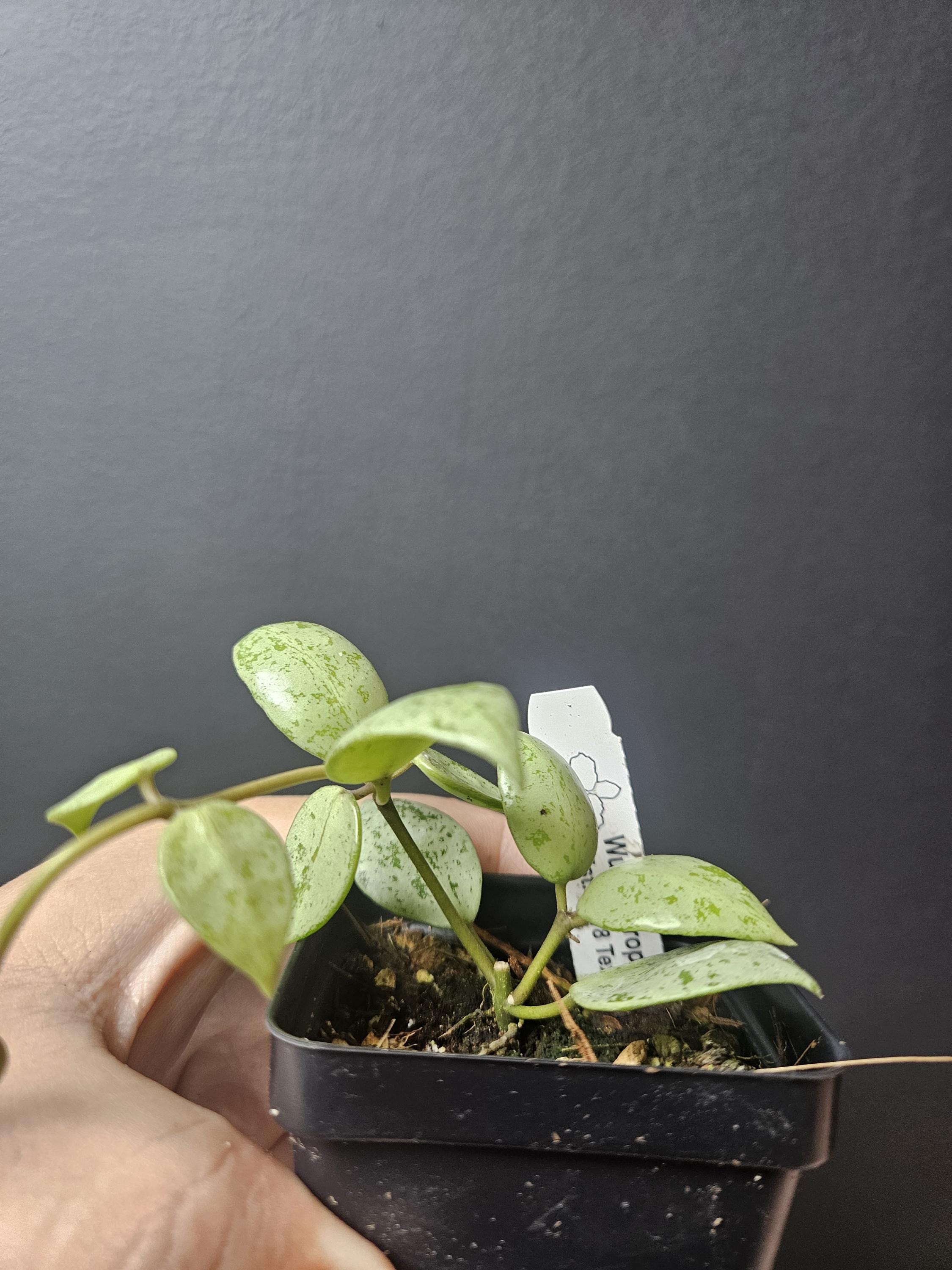 Hoya lacunosa sulcata