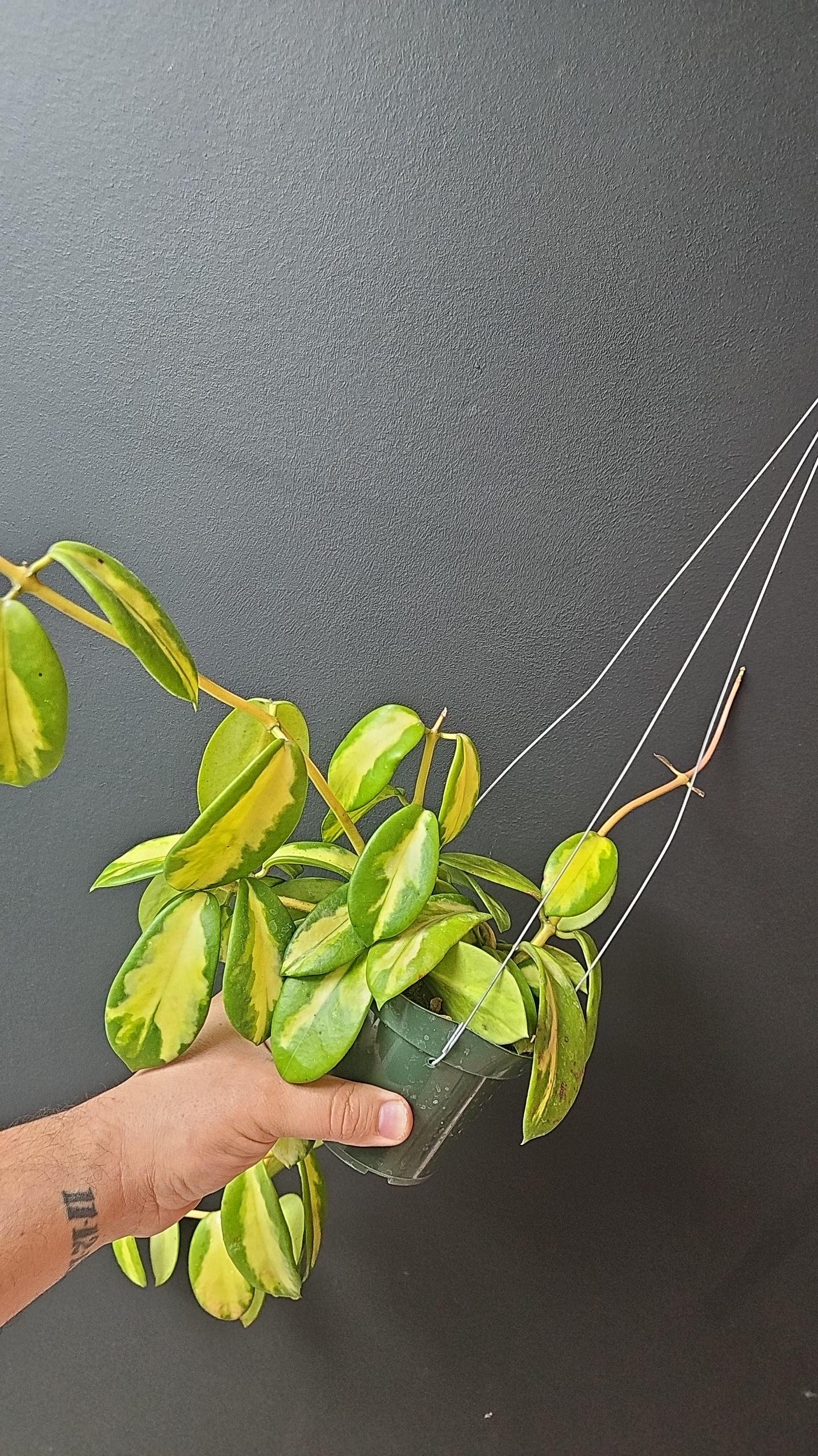 Hoya diversifolia 'Maharani' inner variegation