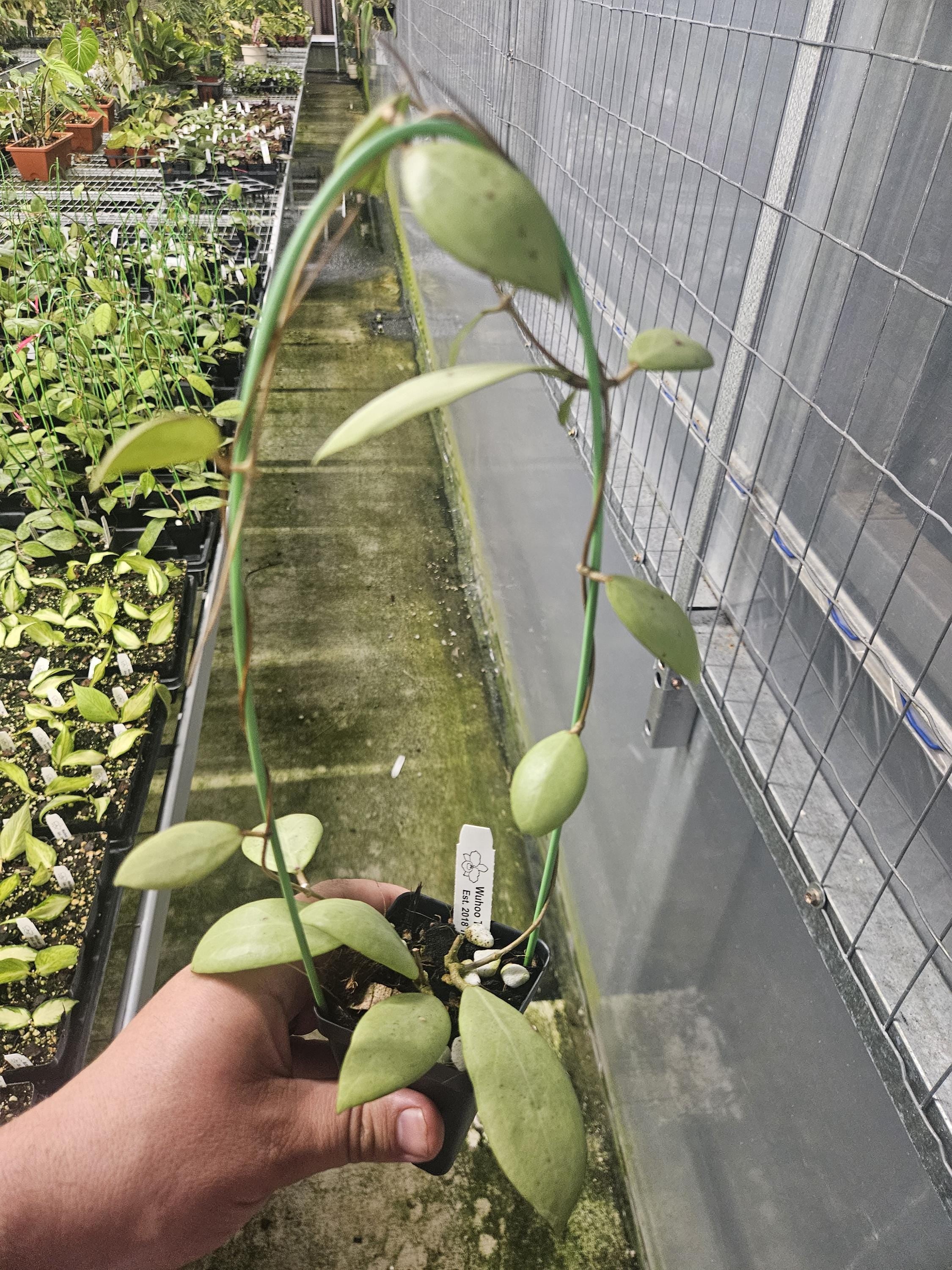 Hoya erythrostemma FULL SILVER