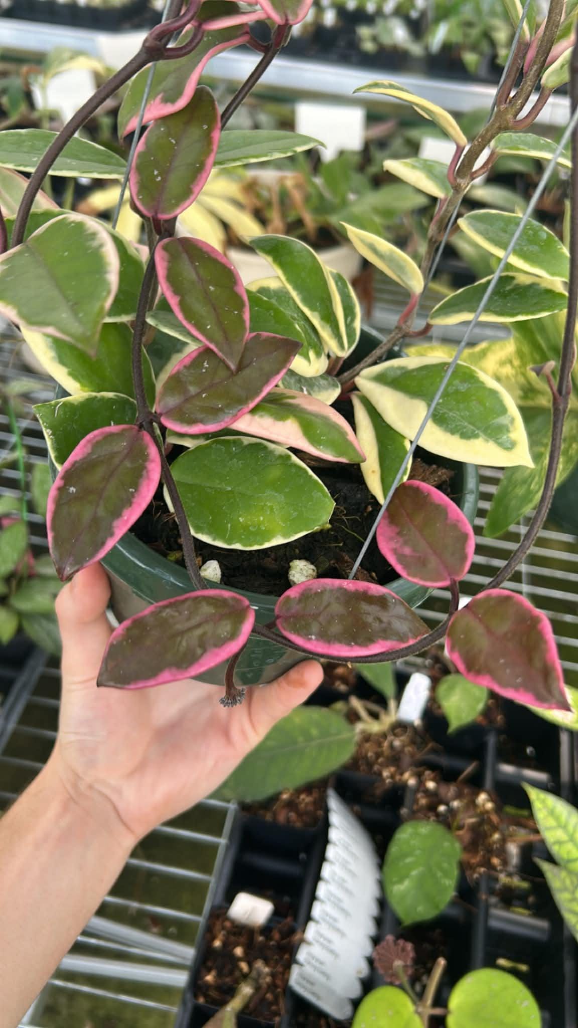 Hoya carnosa 'Flamingo Dream' US SELLER