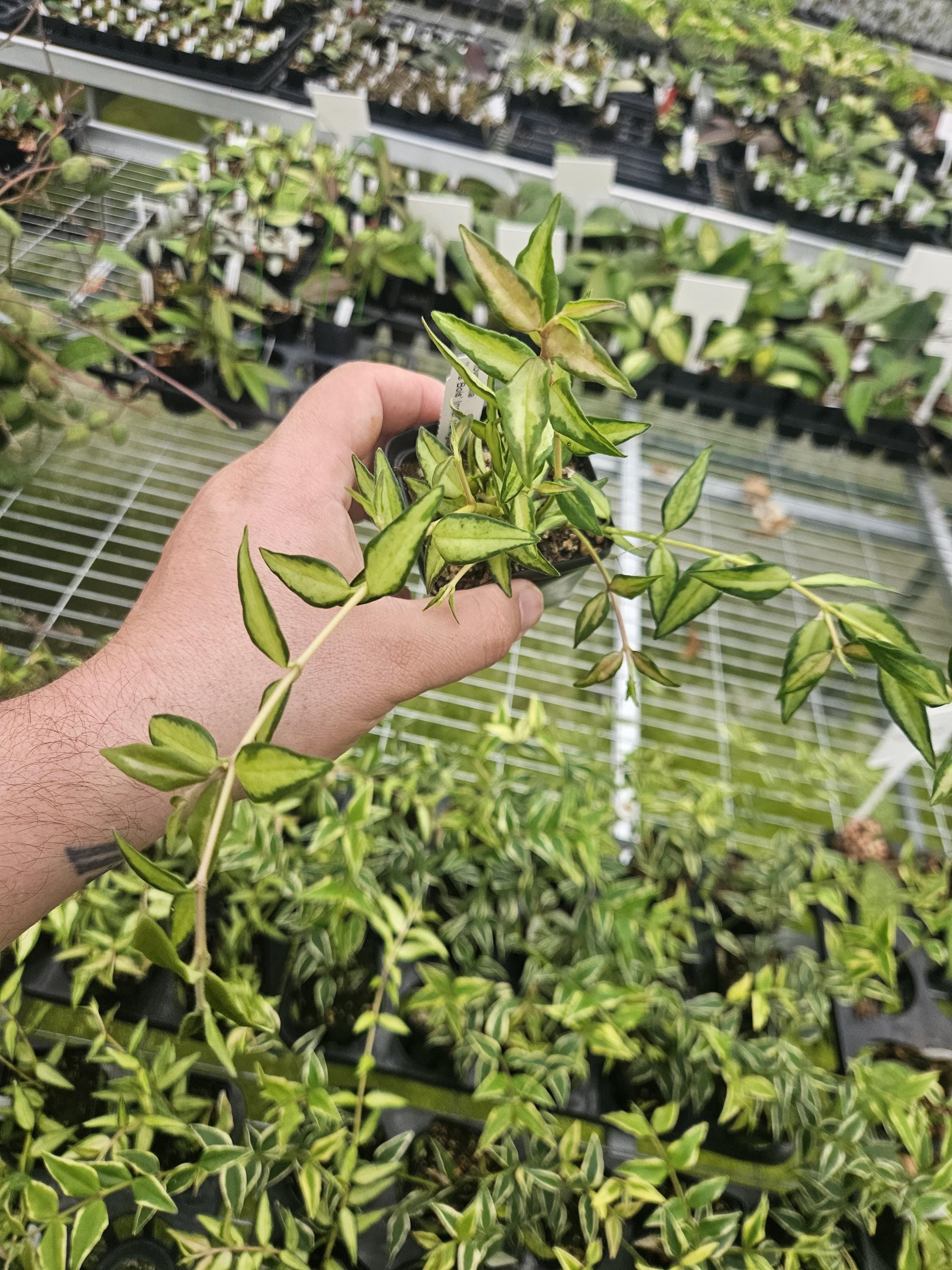 Hoya bella Inner variegated 'Luis boies', live plant US SELLER