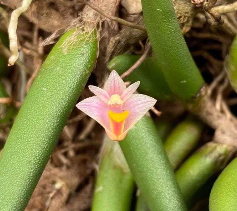 Dendrobium lichenastrum