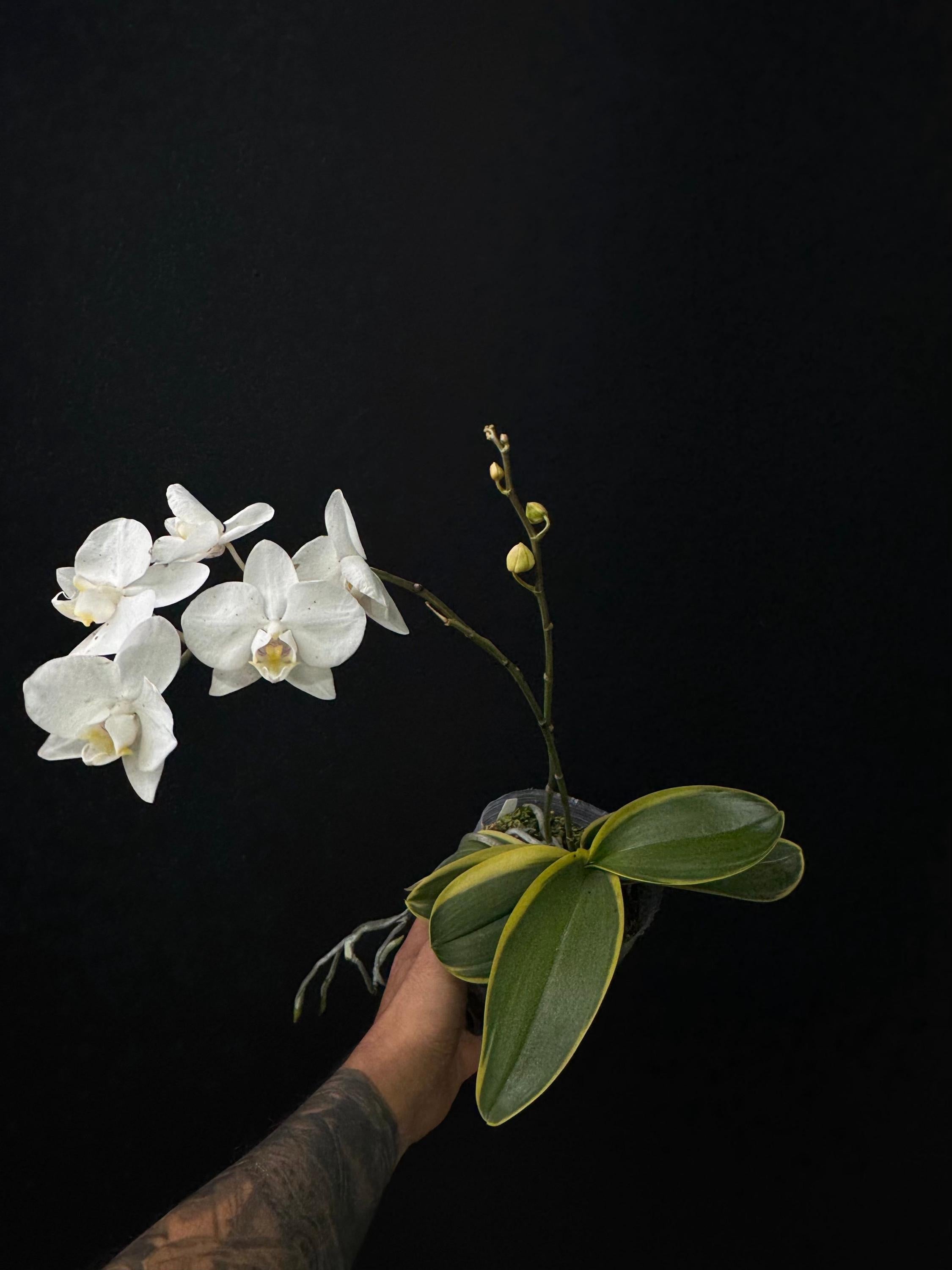 Phalaenopsis amabilis outer variegata