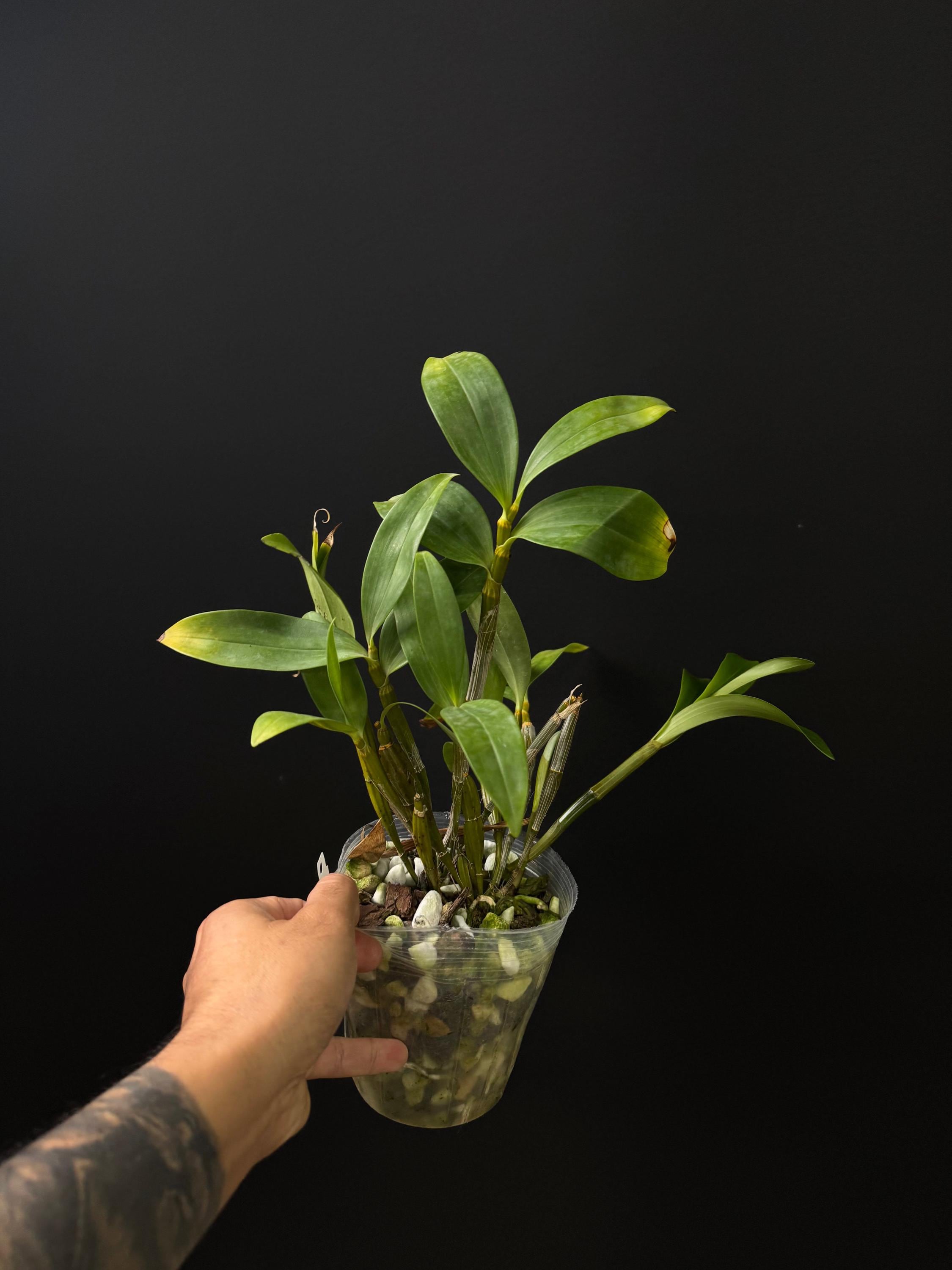 Dendrobium thyrsiflorum