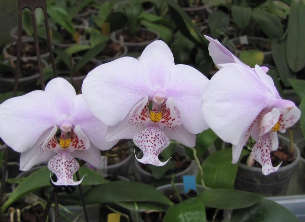 Phalaenopsis Rothschildiana (amabilis x schilleriana)