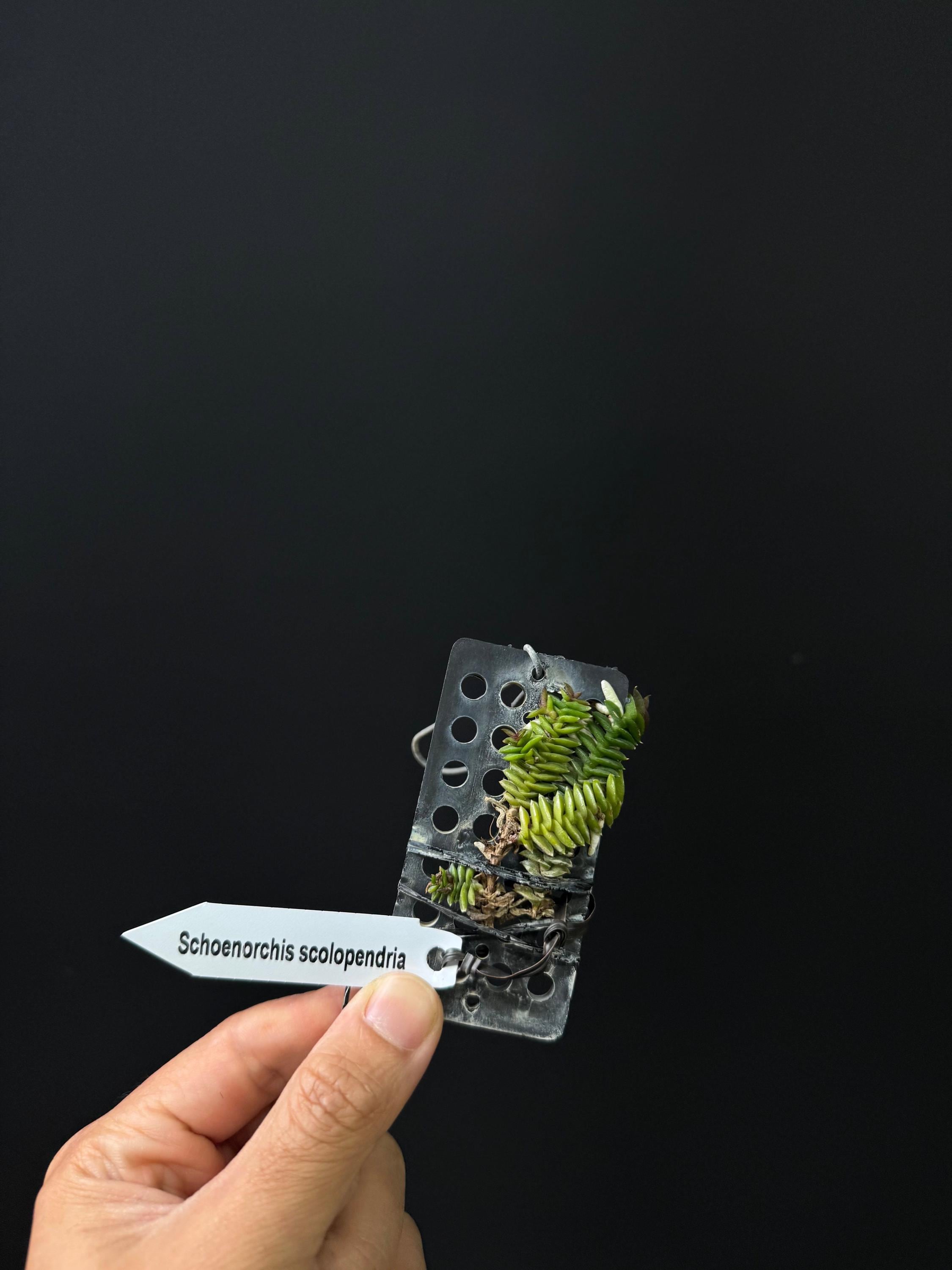 Schoenorchis scolopendria