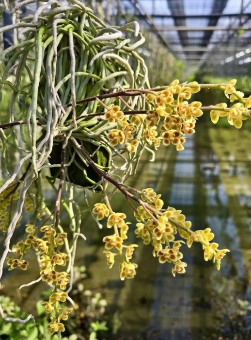 Chiloschista parishii 'Suanphueng'