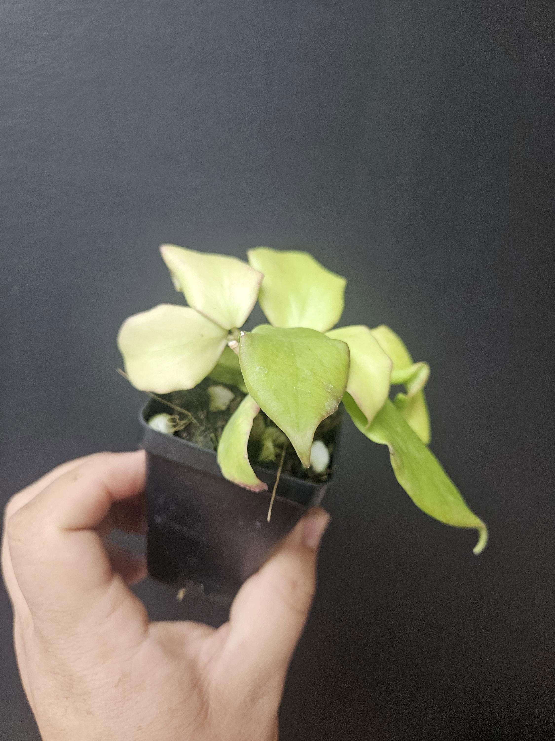Hoya oblongata, live plant