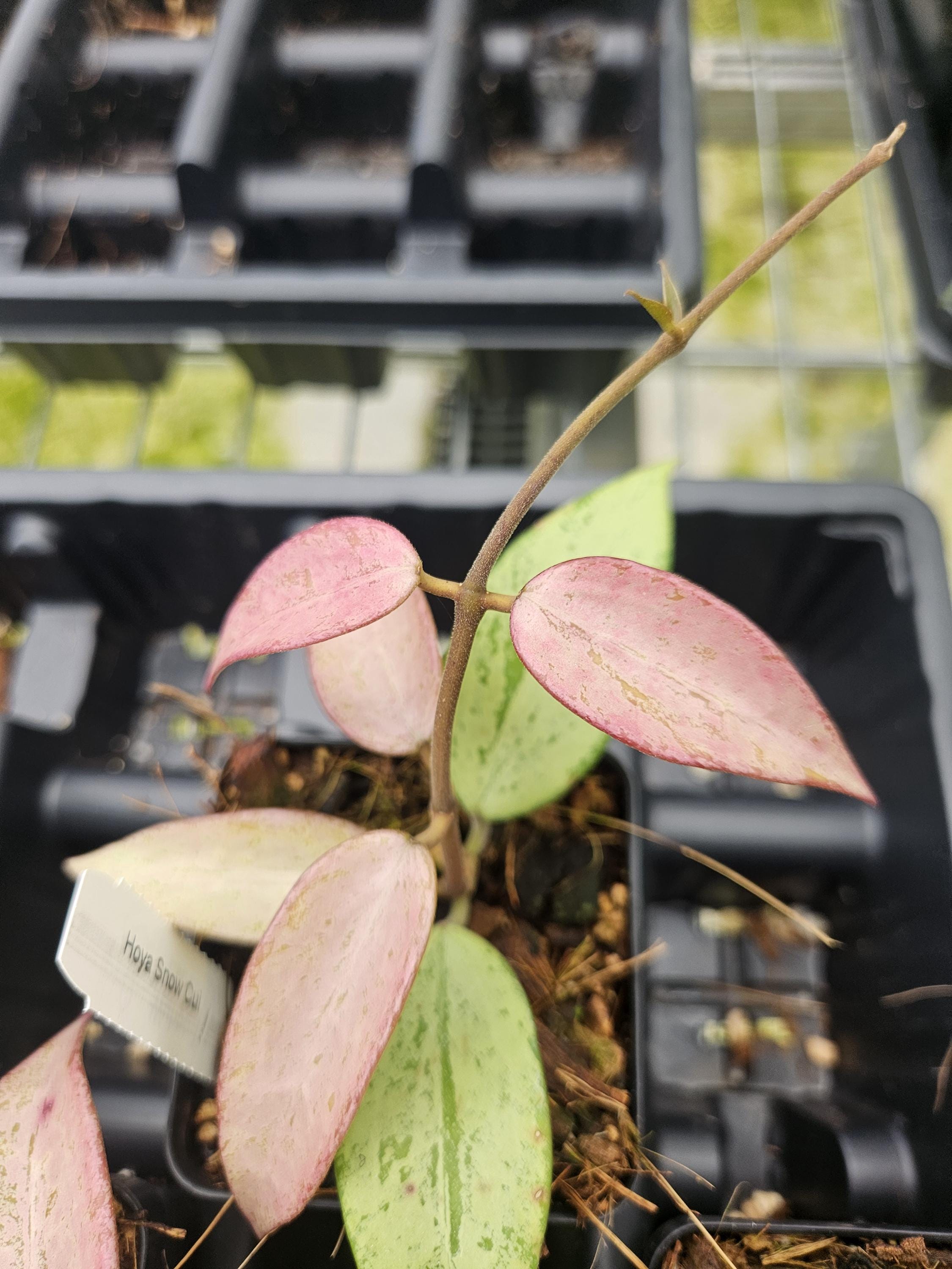 Hoya 'Snow Cui' Silver Splash. Beautiful sunstress  US SELLER