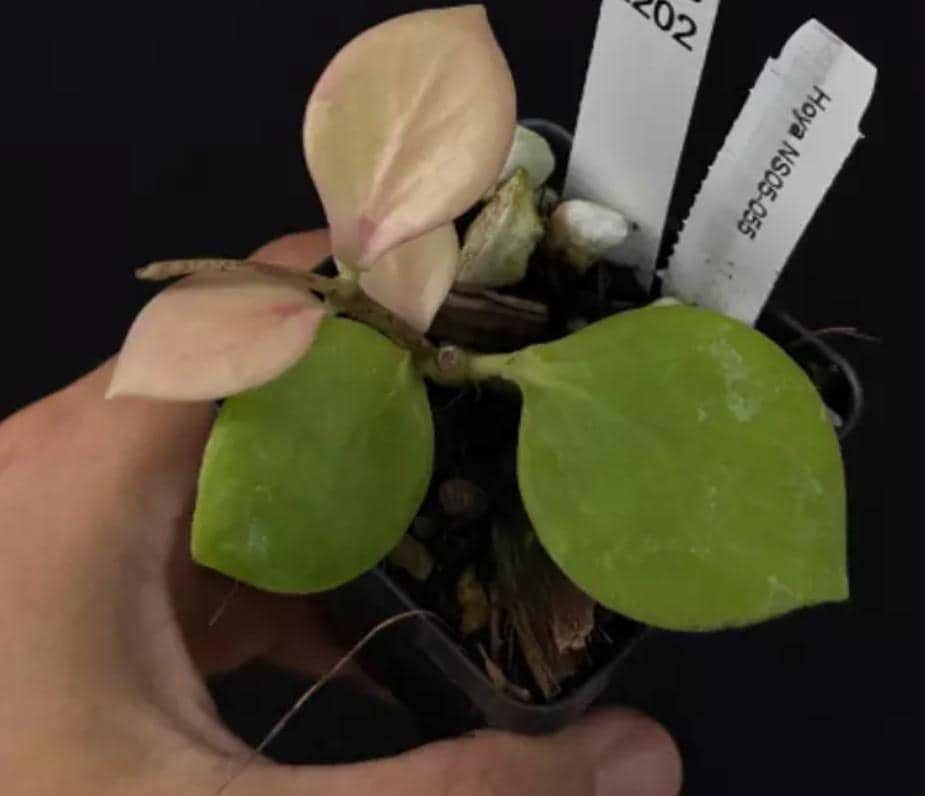Hoya NS05-055