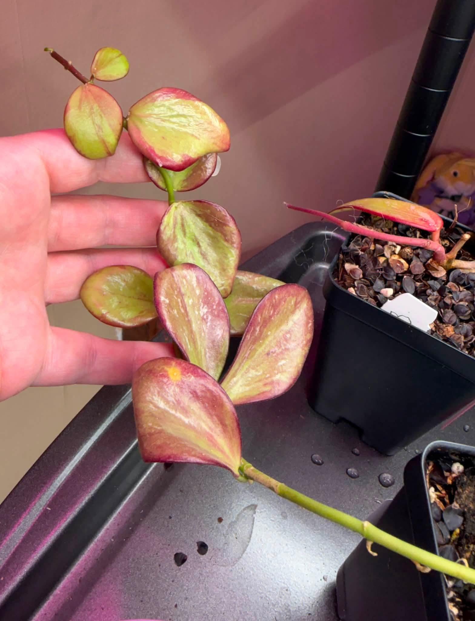 Hoya oblongata, live plant