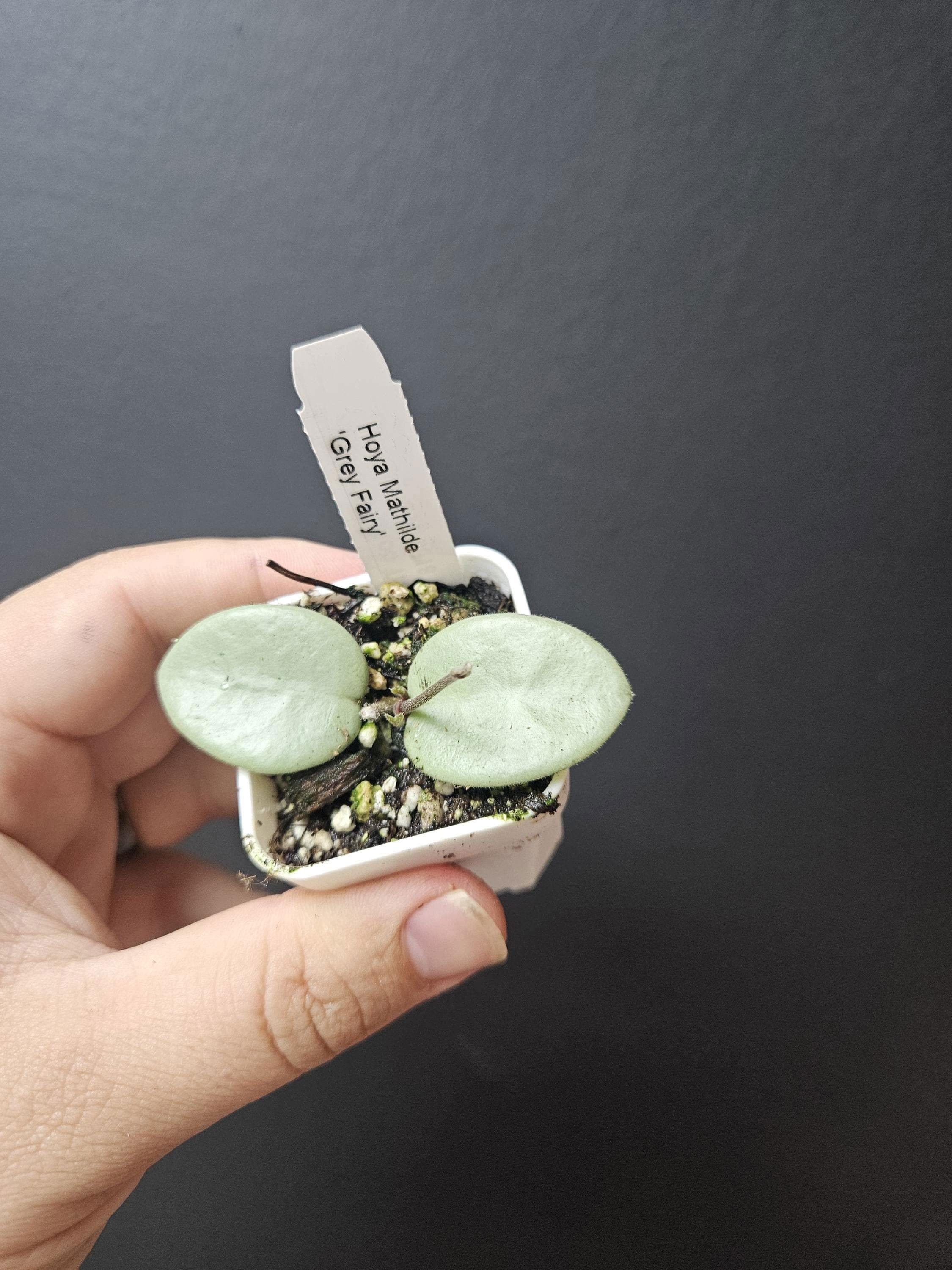 Hoya Mathilde 'Grey Fairy' full silver ROOTED!