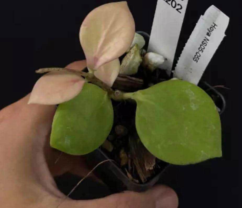 Hoya NS05-055
