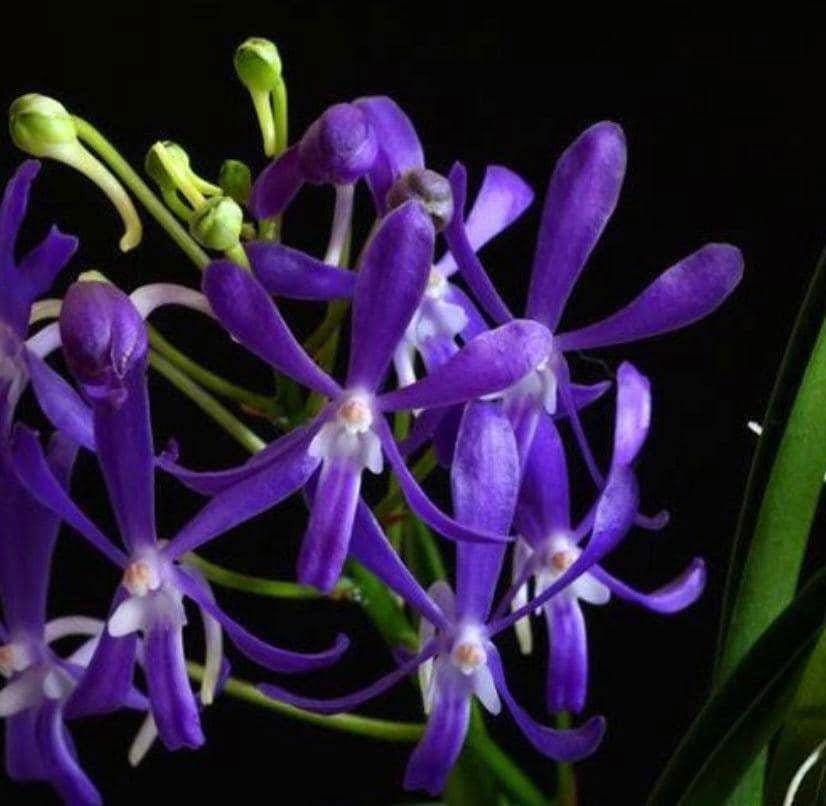 Vanda Charm 'Blue Star'