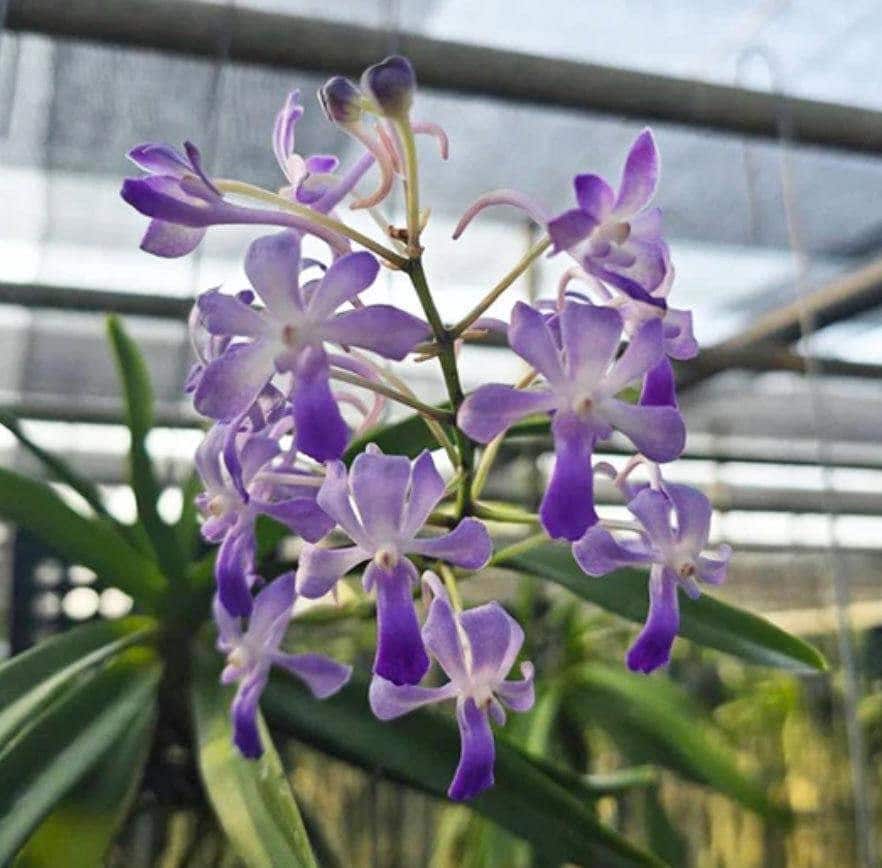 Vanda Lou Sneary Blue (Fragrant)