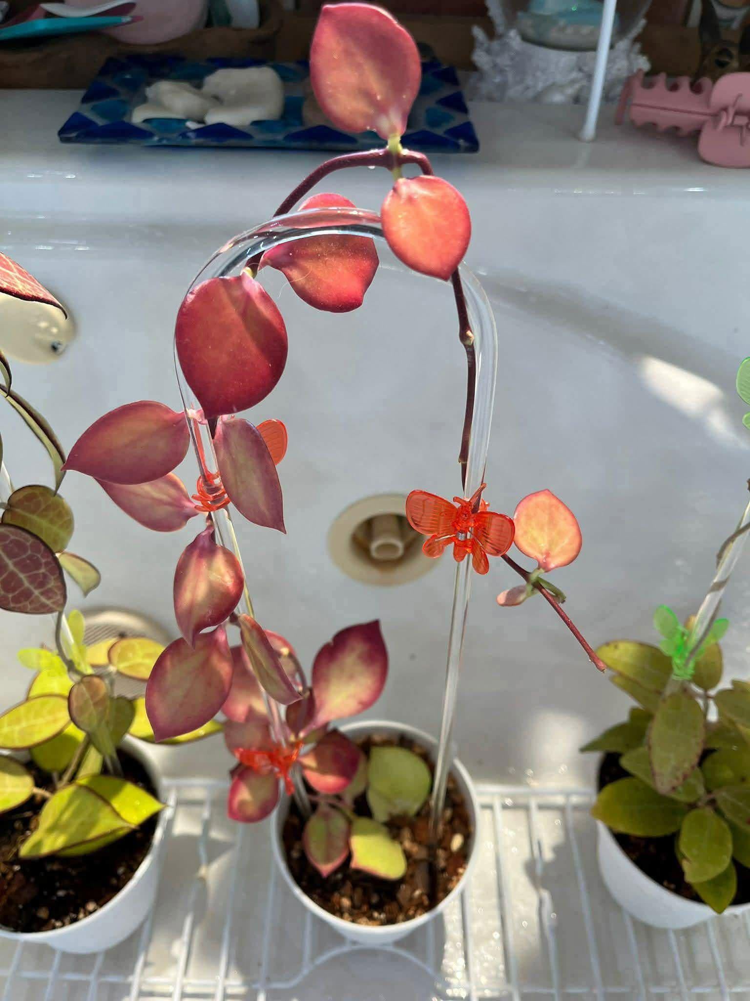 Hoya NS05-055