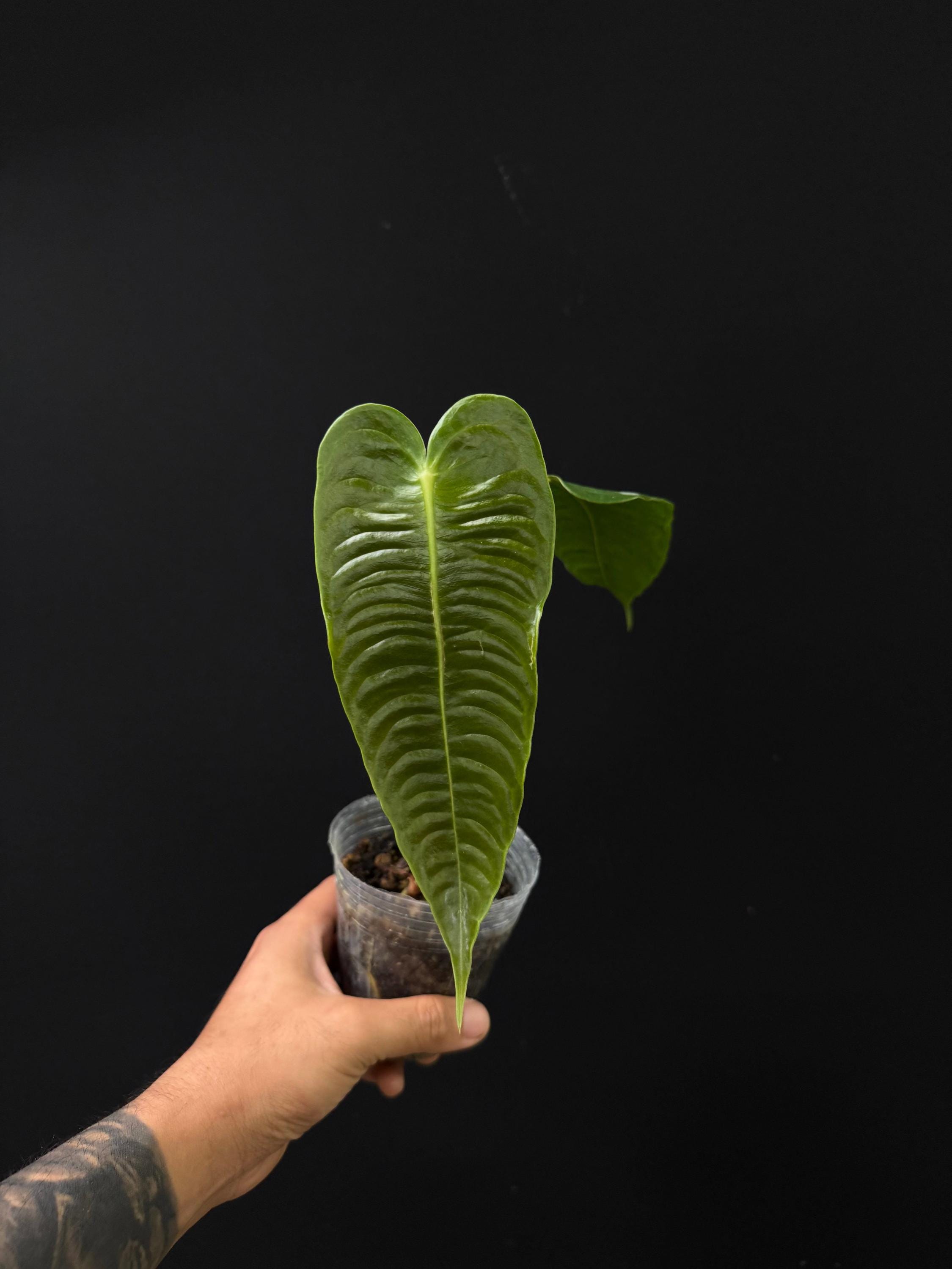 その他観葉植物 Anthurium Veichii Narrow Anthurium veitchii narrow x regular