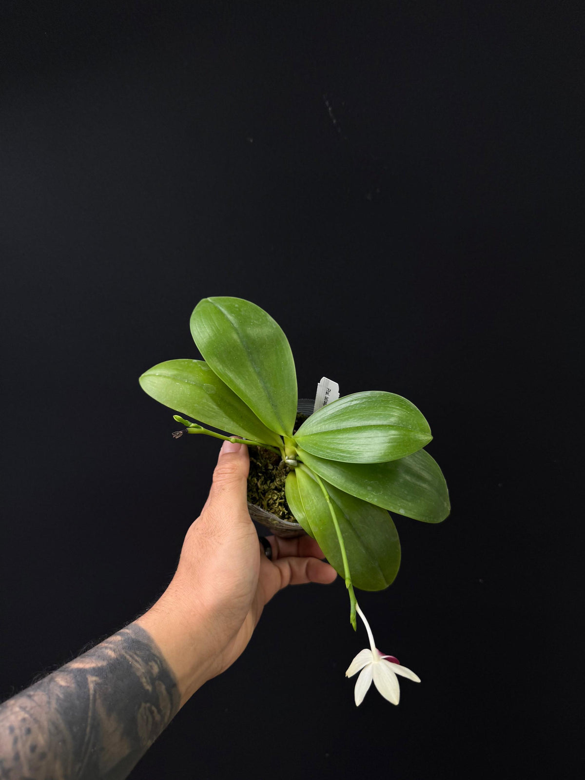 Phalaenopsis tetraspis 'C1'