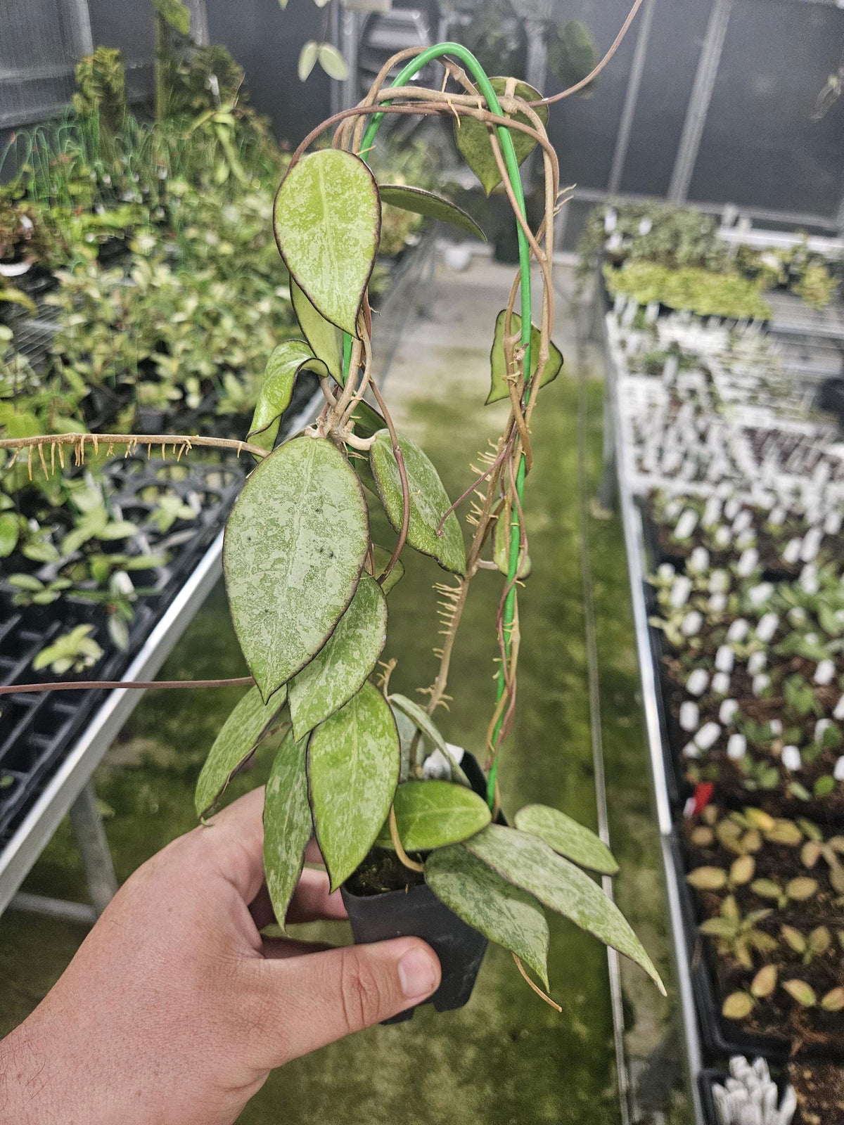 Hoya verticillata 'MA020 silver splash'