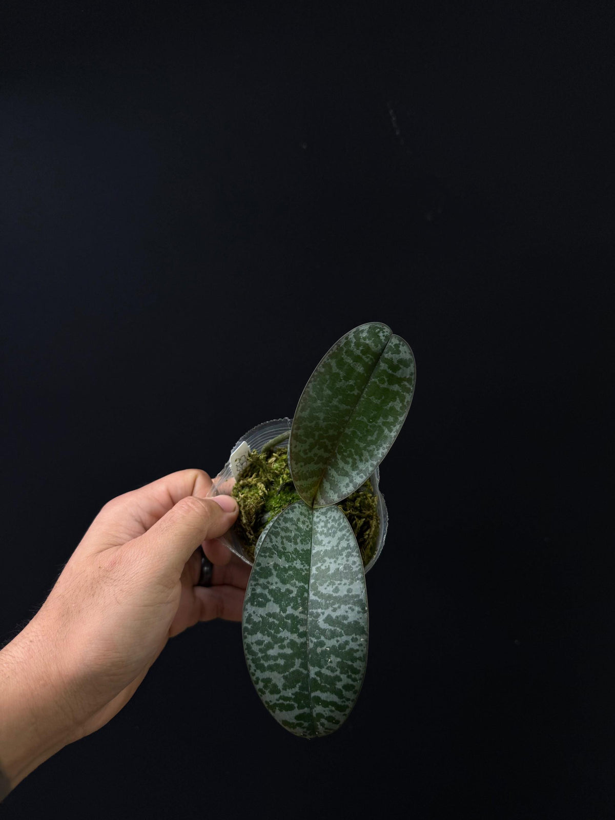 Phalaenopsis schilleriana
