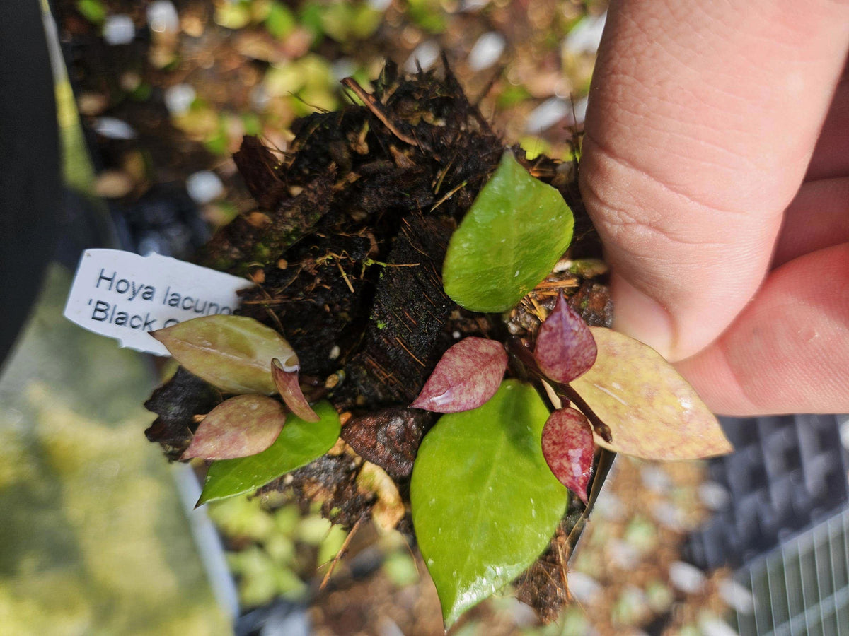Hoya lacunosa 'Black Coin'